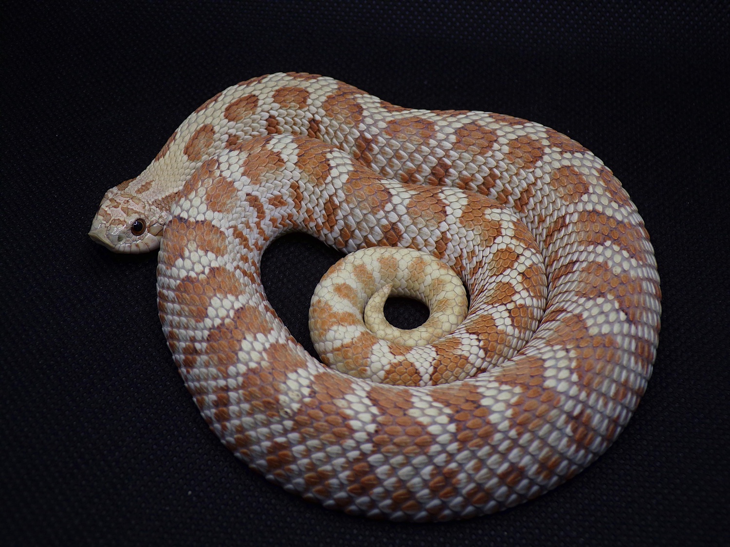 Frosted Western Hognose by Hillside Reptiles