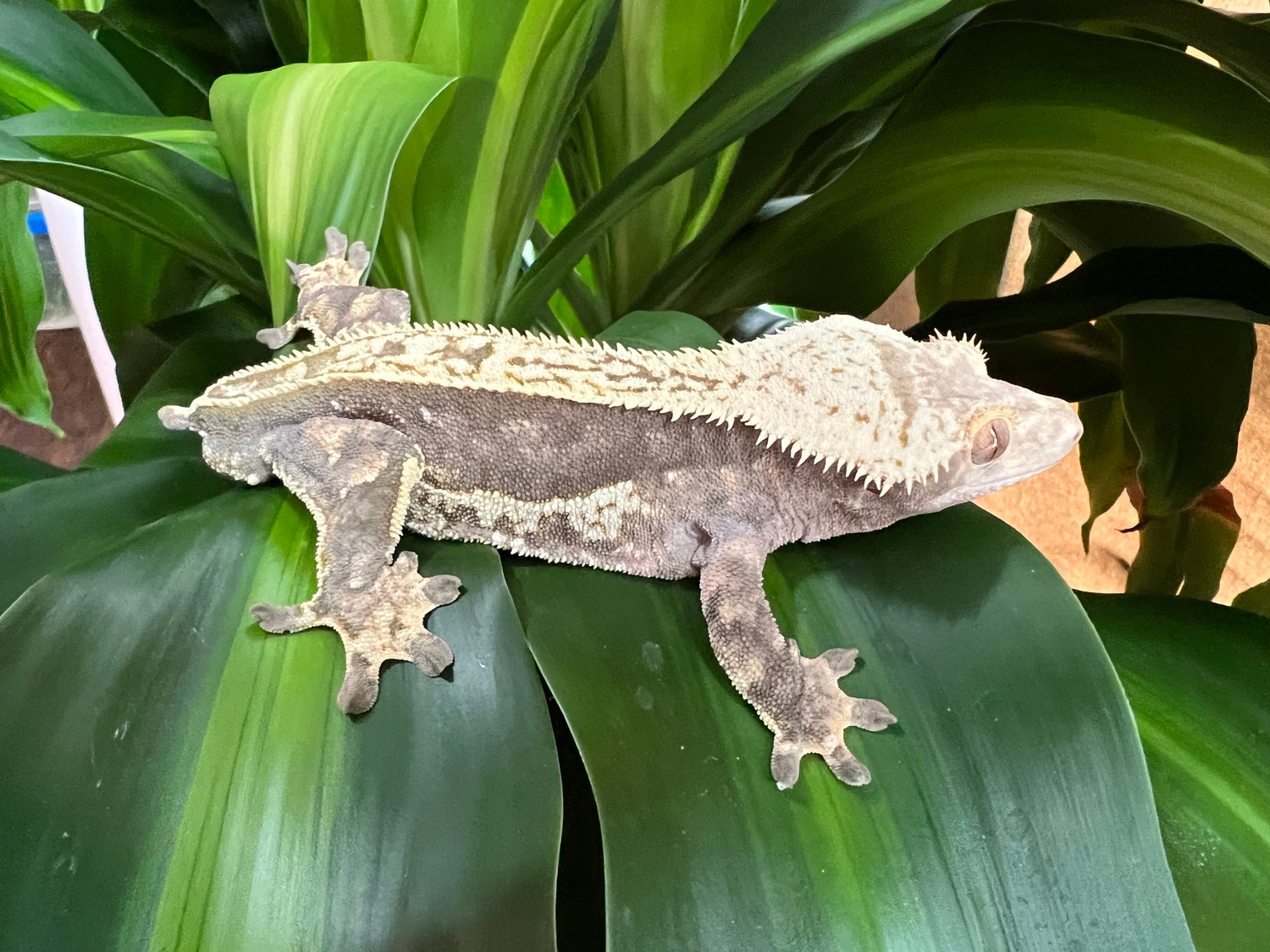 Lavender Quadstripe (RTB) Crested Gecko by Chondros & Cresties