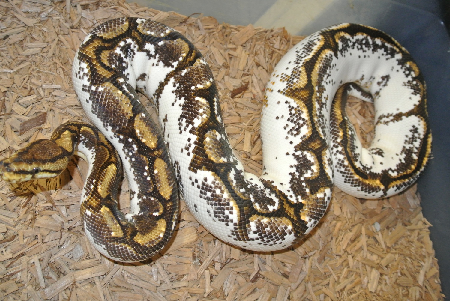 Calico Spider Yellow Belly Ball Python by Lair of Dragons