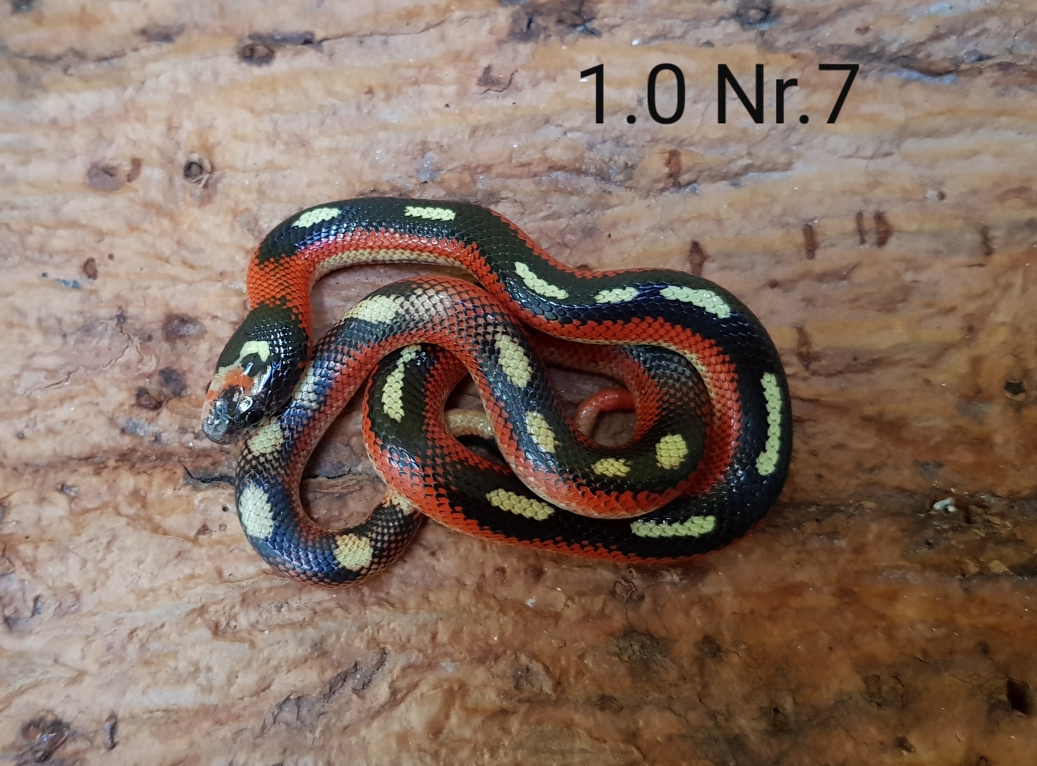 Splotched/striped Het Albino Sinaloan Milk Snake by Snakeria