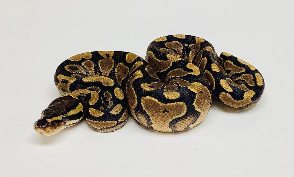 Yellow Belly Ball Python by BHB Reptiles