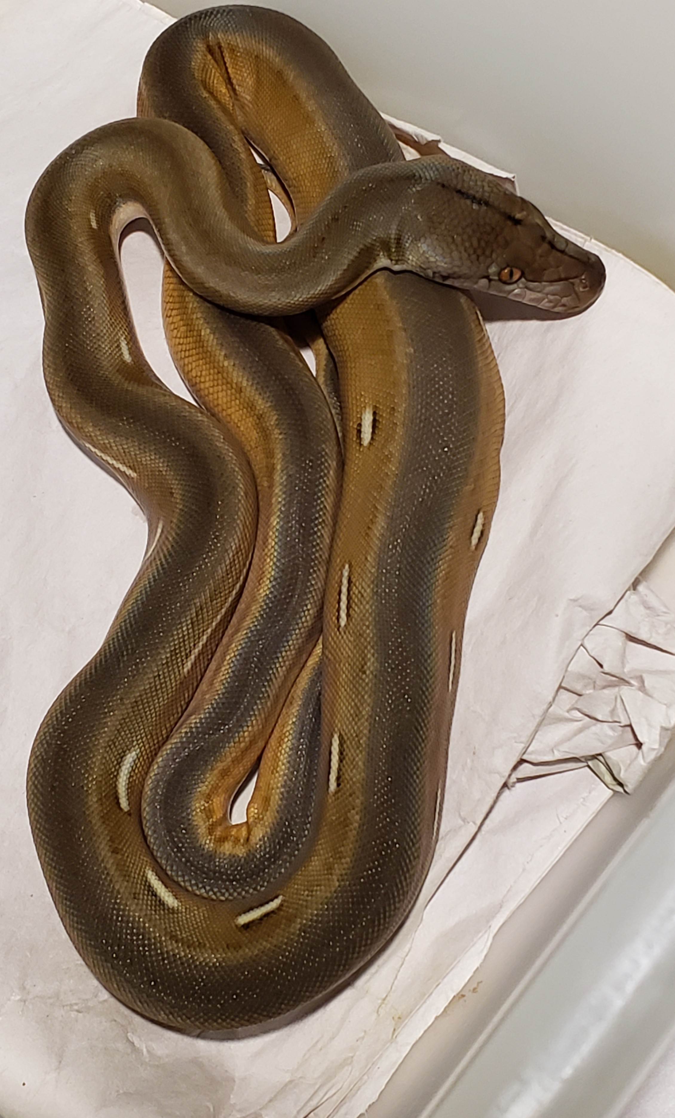 Titanium Reticulated Python by In Your Face Exotix
