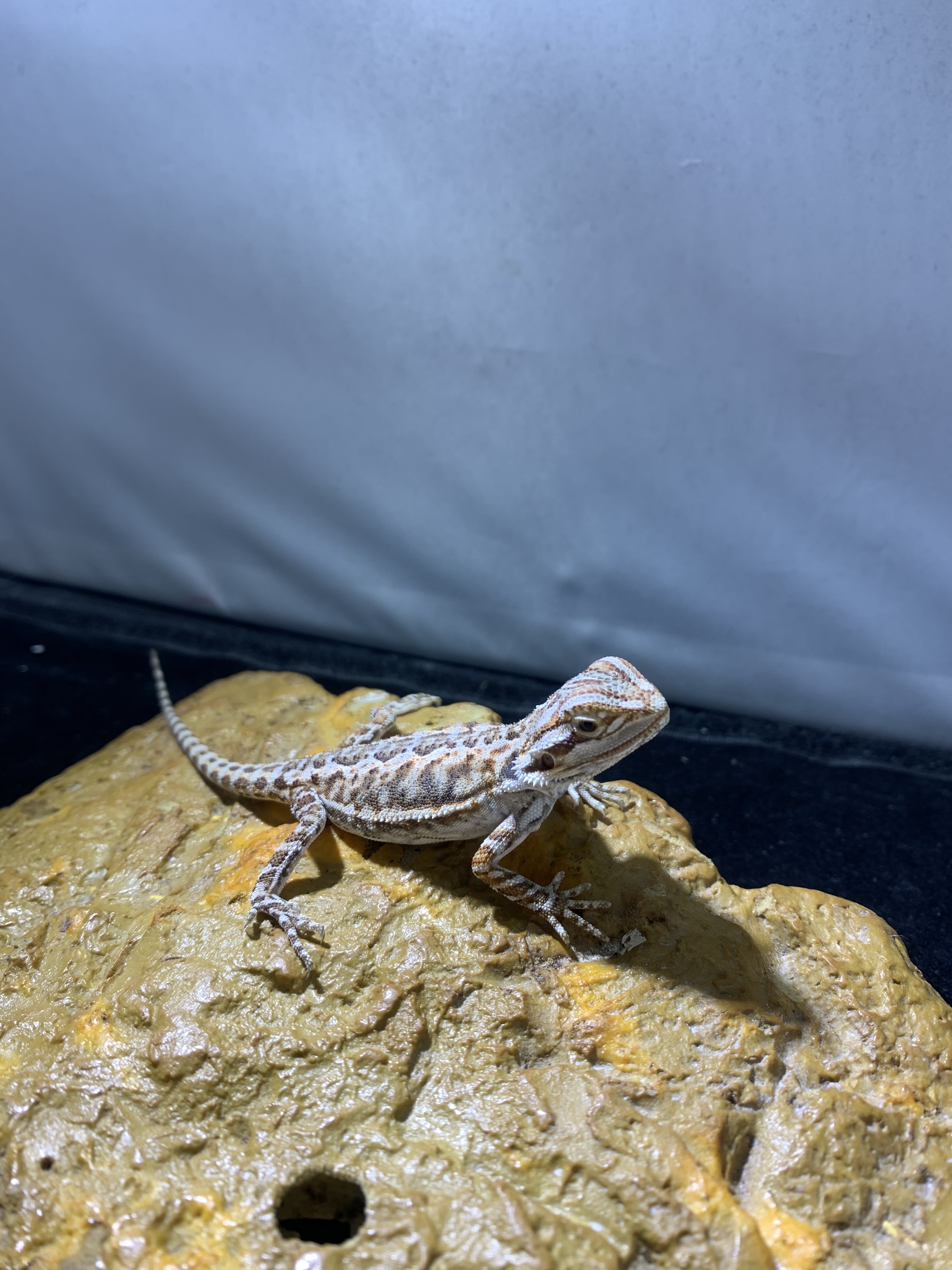 Leatherback Central Bearded Dragon by New Moon Reptiles, LLC