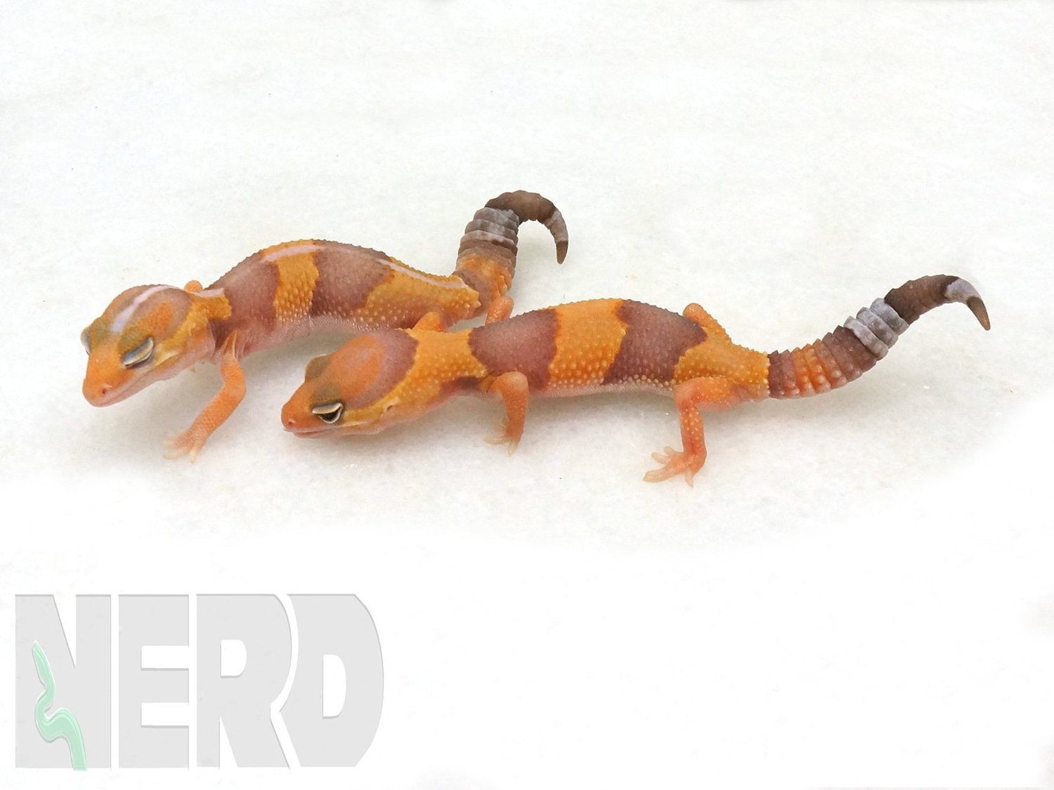 Albino pair of African Fat-Tailed Gecko, Stripe and non Stripe, by New England Reptile Distributors