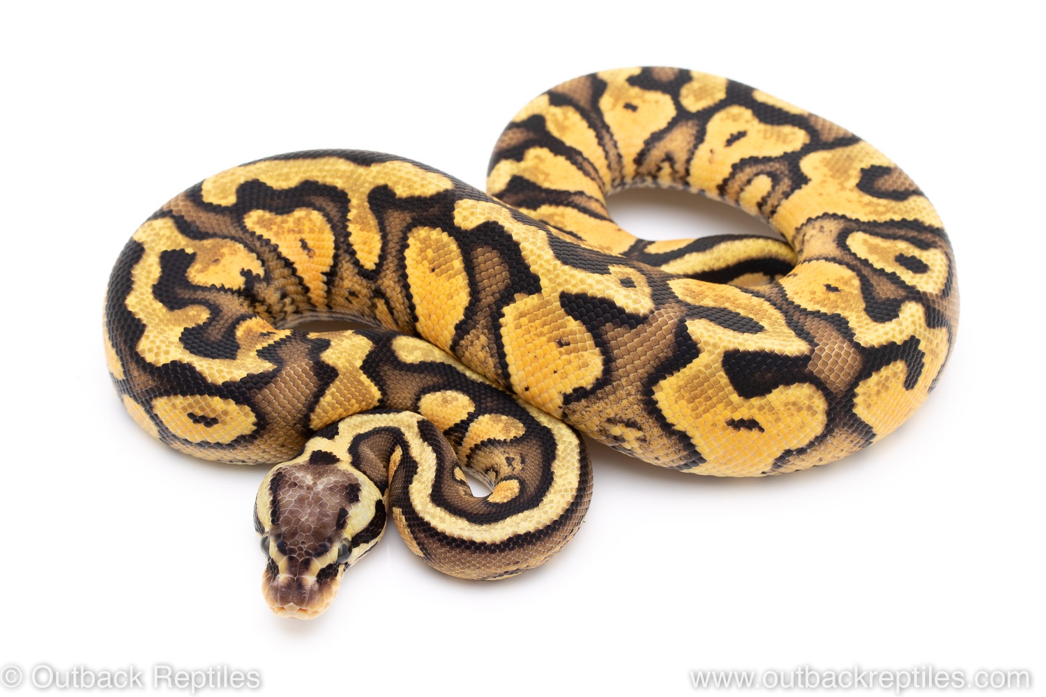 Pastel YB Red Stripe Ball Python by Outback Reptiles