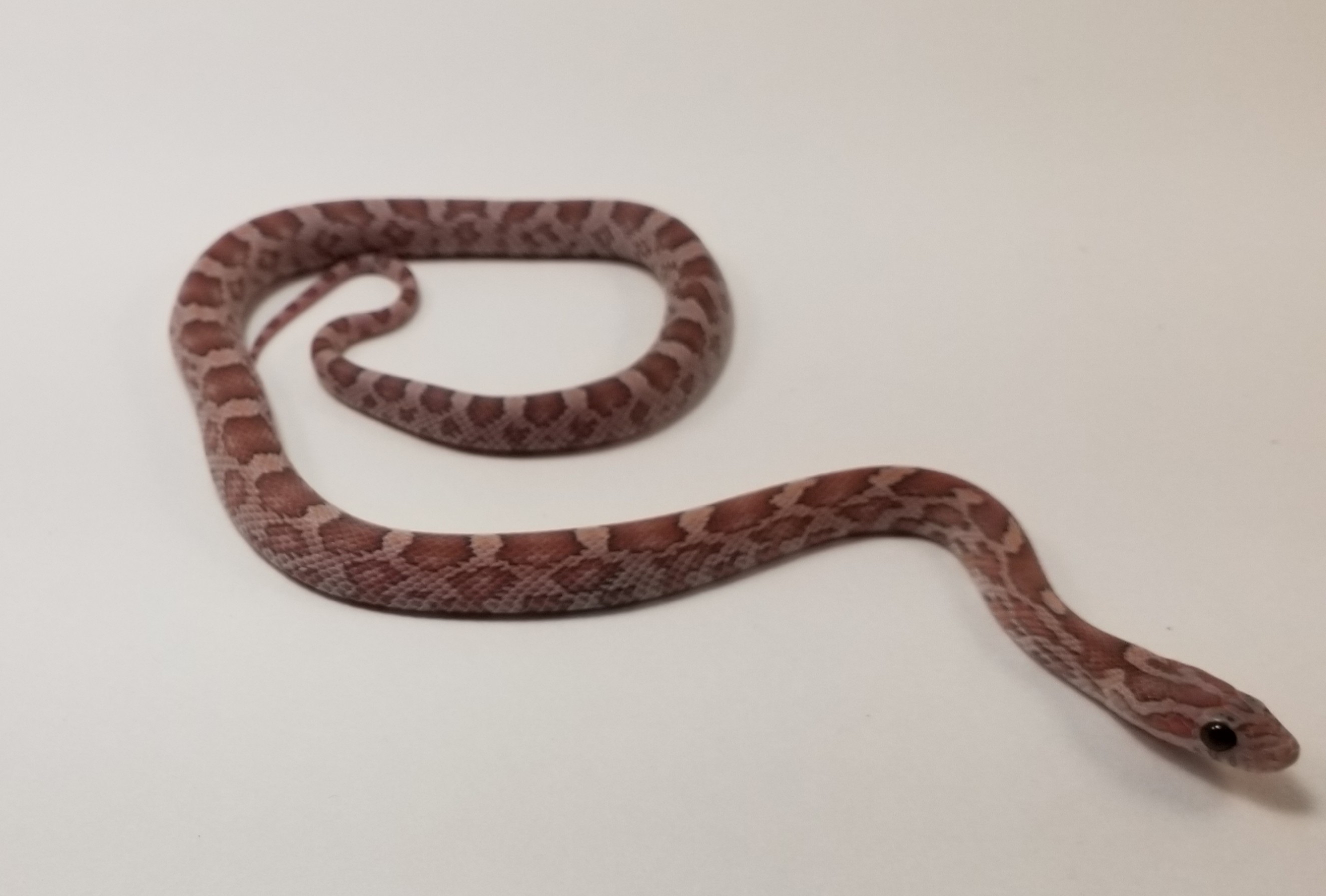 Lavender Corn Snake by Adrian's Captive Creation's