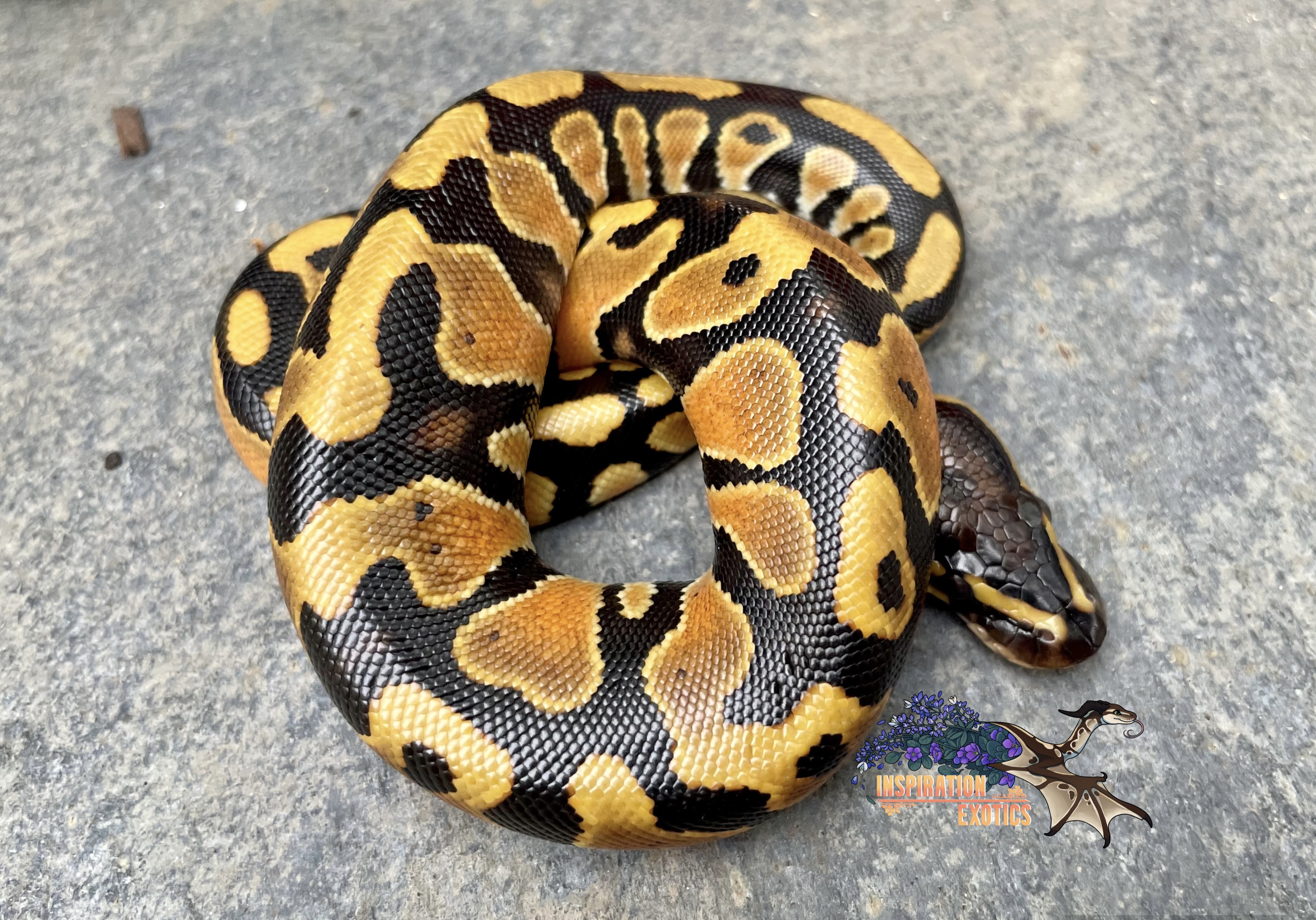 Inspiration Exotics 1st clutch pics & ID check - Ball Pythons ...