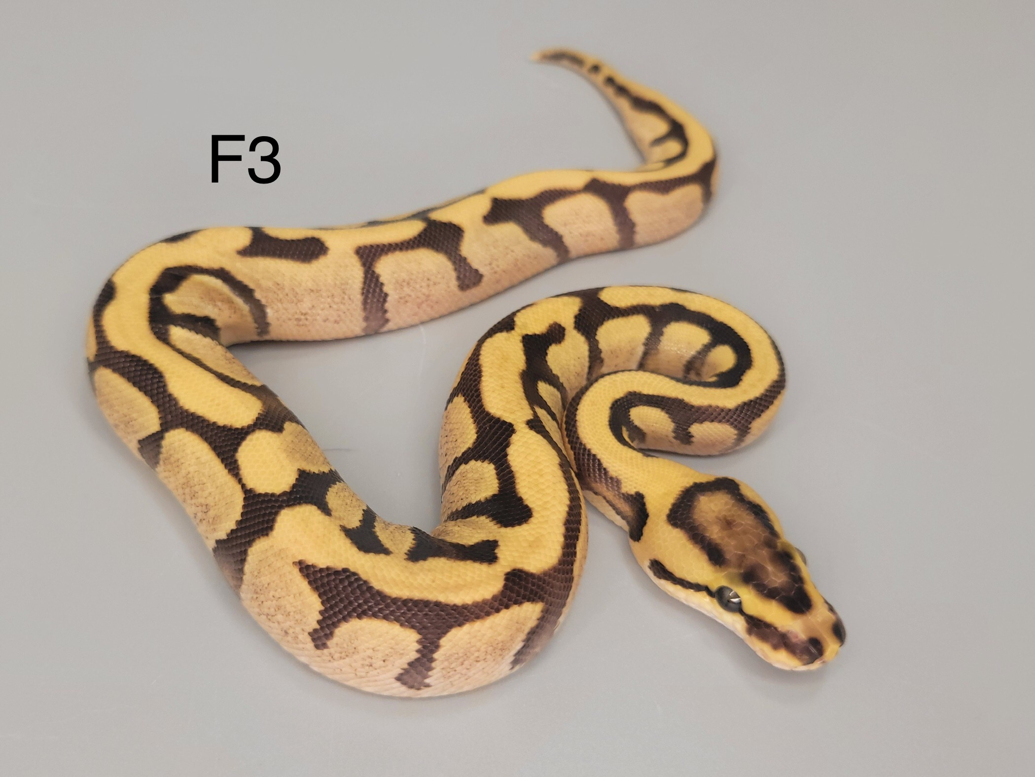 Help identifying 1st clutch - Ball Pythons - MorphMarket Reptile Community