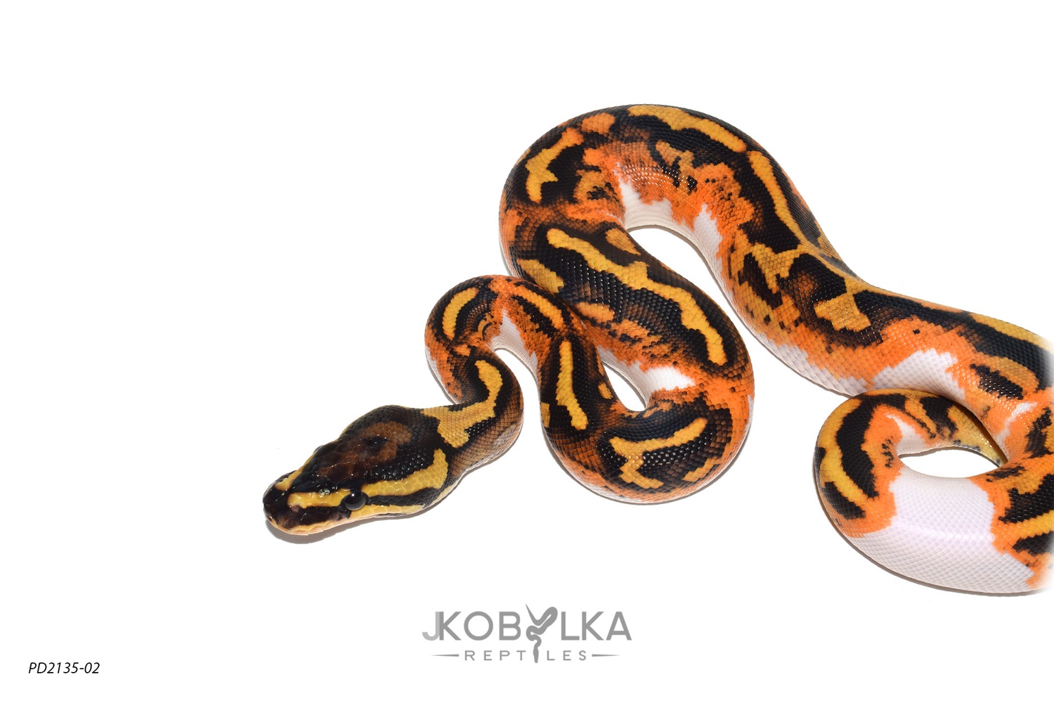 Yellowbelly GeneX Piebald Ball Python by J. Kobylka Reptiles