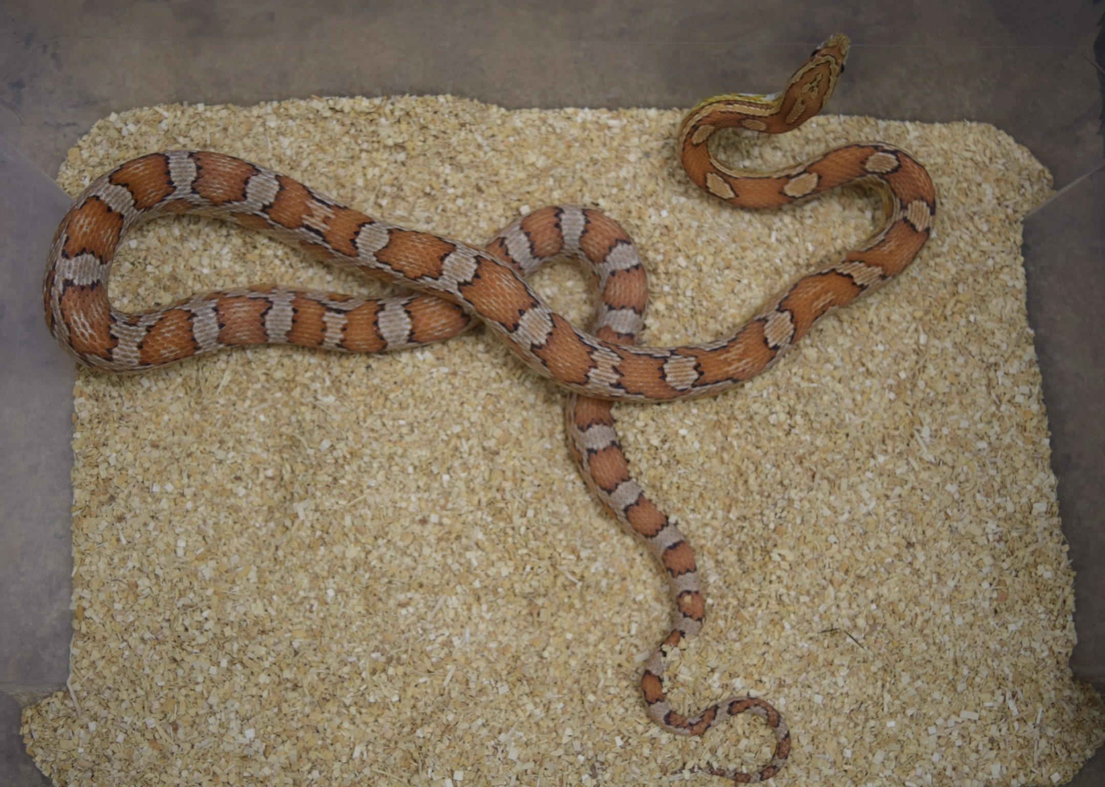Classic Corn Snake by KTReptiles