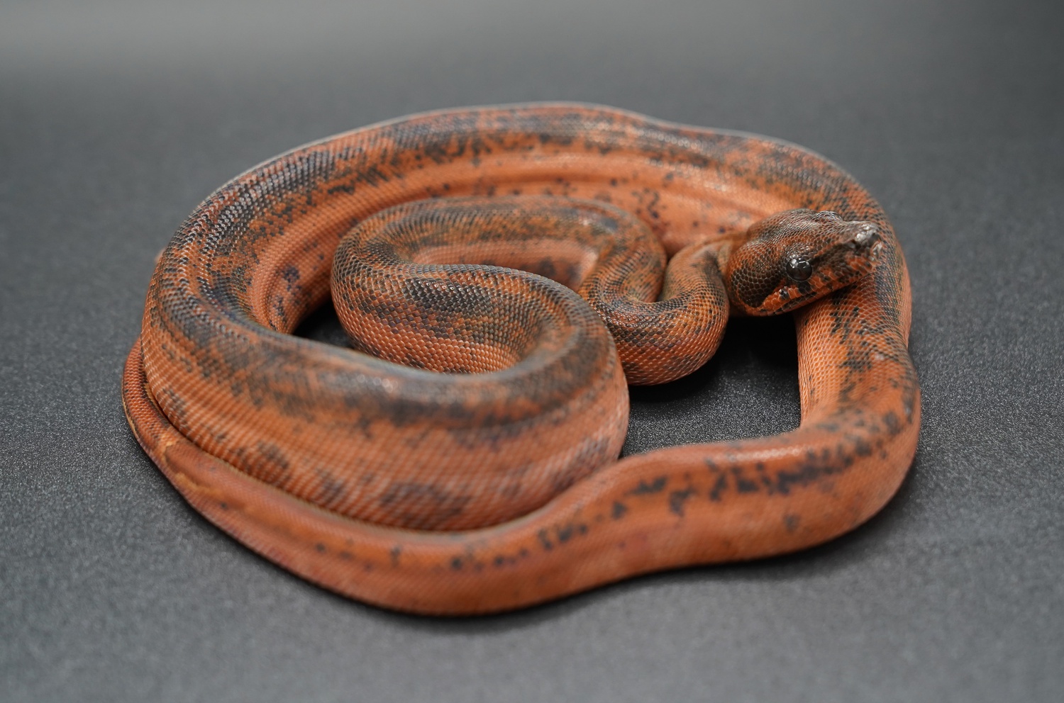 Hypo Black Panther 66% Het. T+ Albino Boa Constrictor by BoaTempel