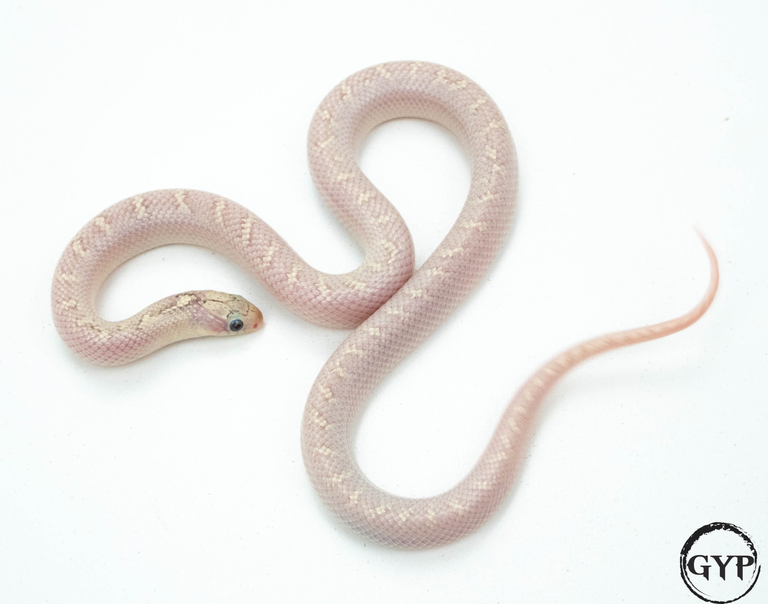 White-sided Hypo Het Axanthic Florida Kingsnake by Gopher Your Pet