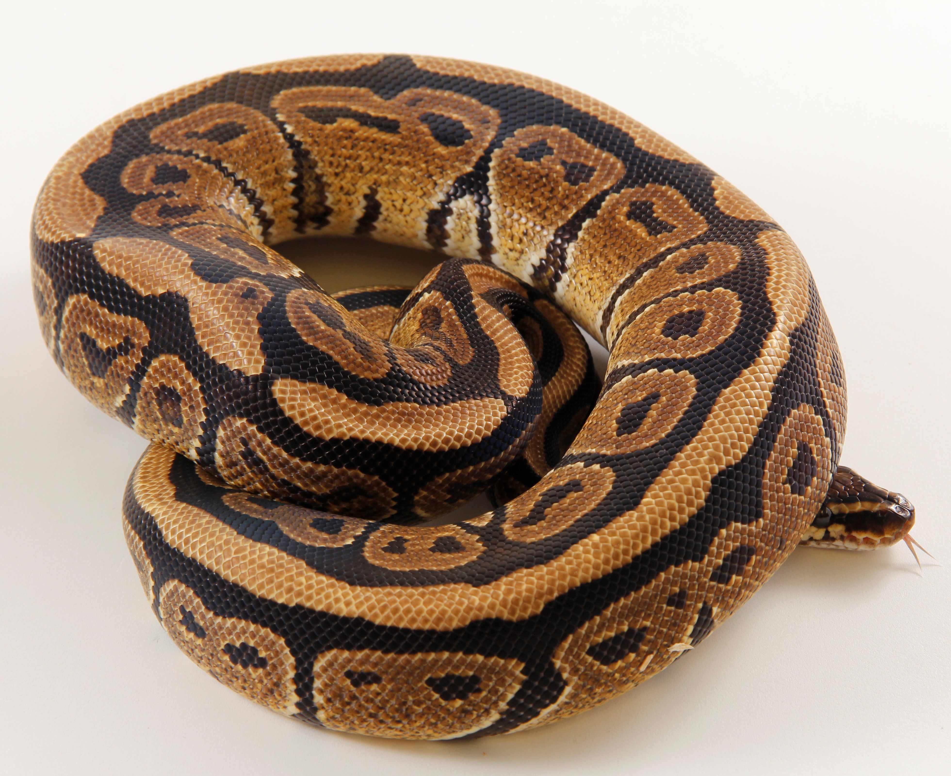 Specter Ball Python by The Gourmet Rodent