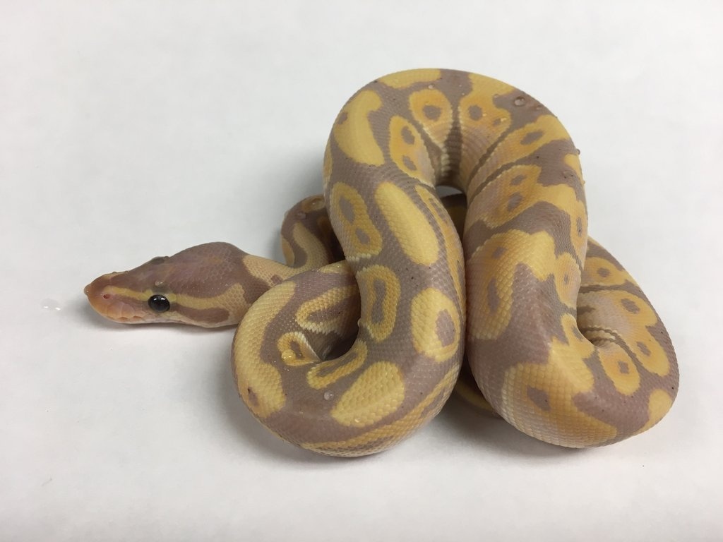 Banana Ball Python by BHB Reptiles