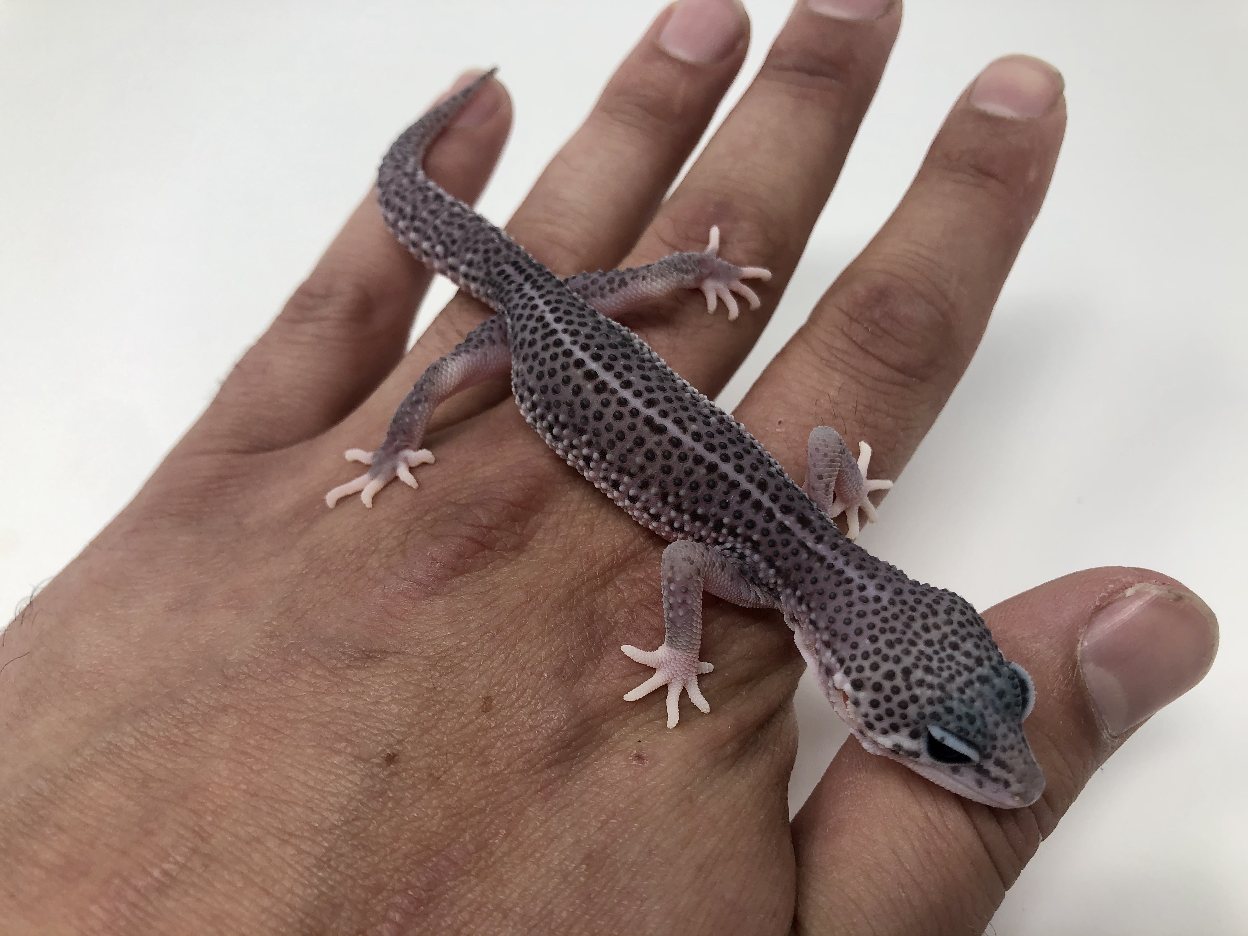 Super Mack Snow Leopard Gecko by Good Guy Reptile Family