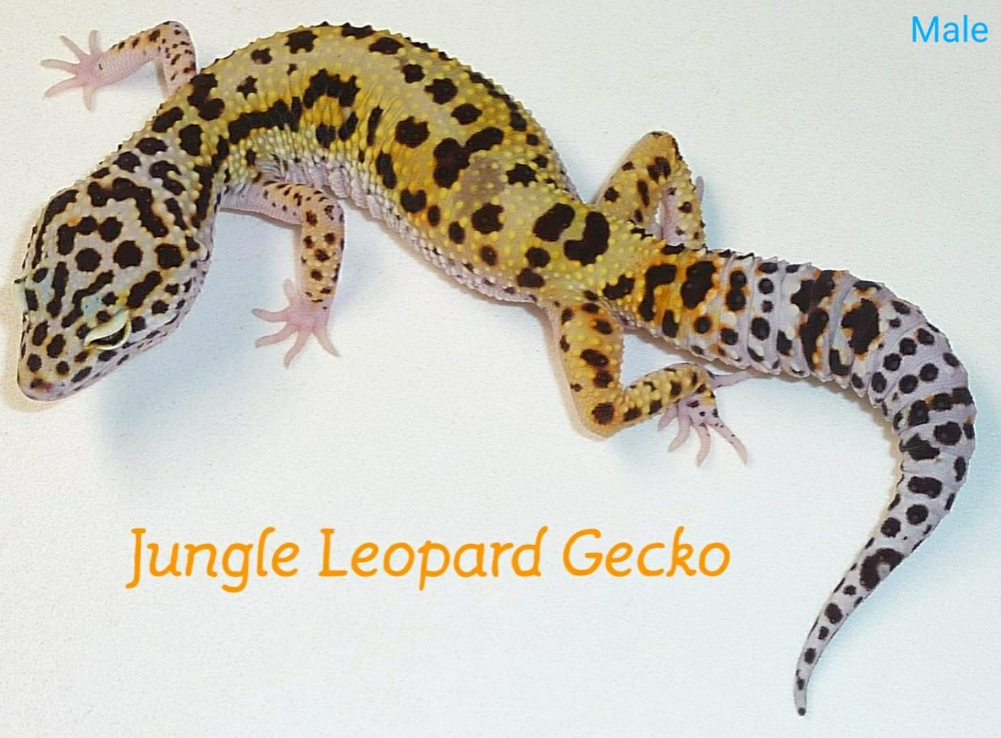 Jungle Leopard Gecko by HGH Reptiles