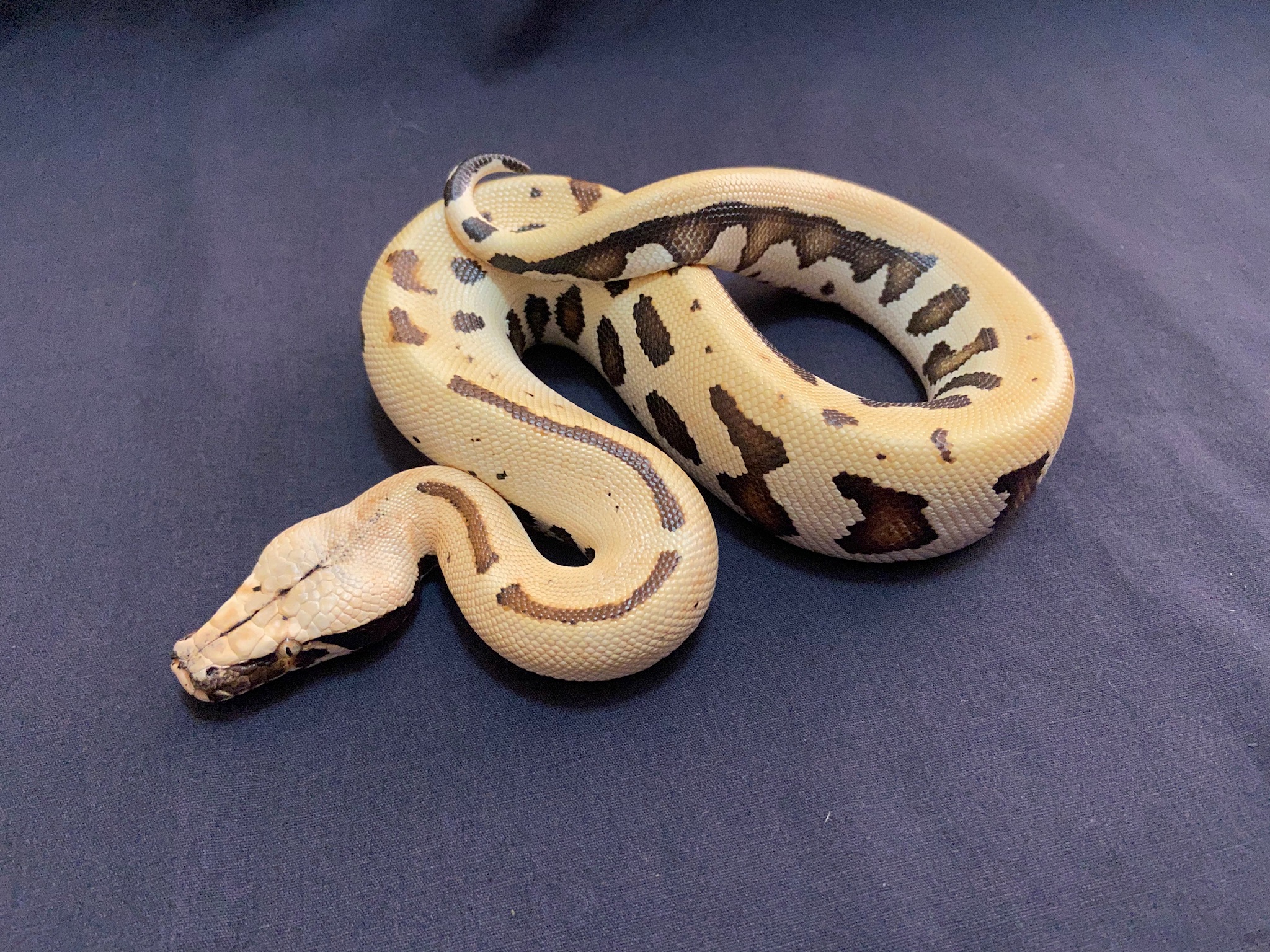 Goldeneye Blood Python by Giantkeeper Reptiles