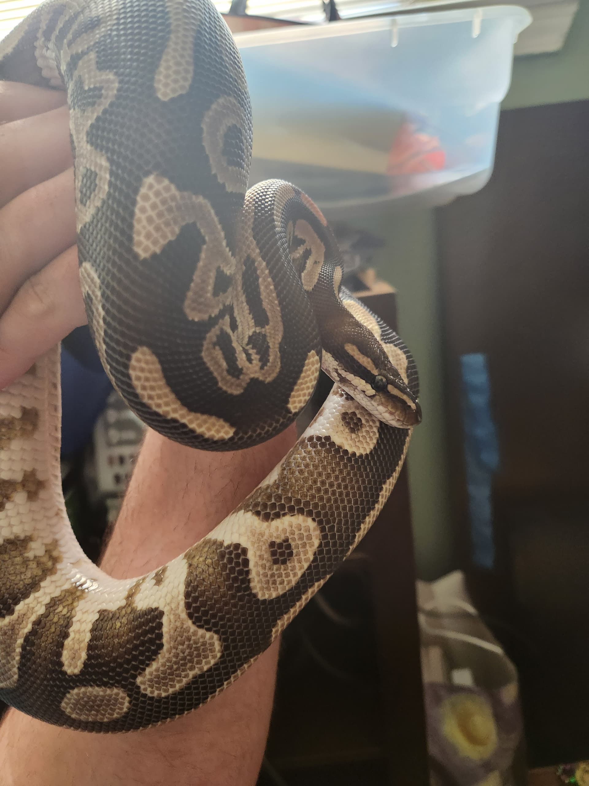 Help identifying hatchlings - Ball Pythons - MorphMarket Reptile Community