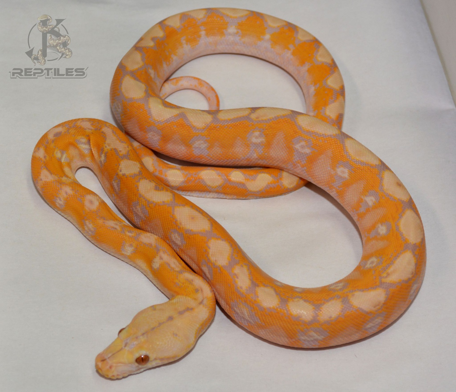 Blonde 66% Poss Het Anthrax Reticulated Python by JK Reptiles