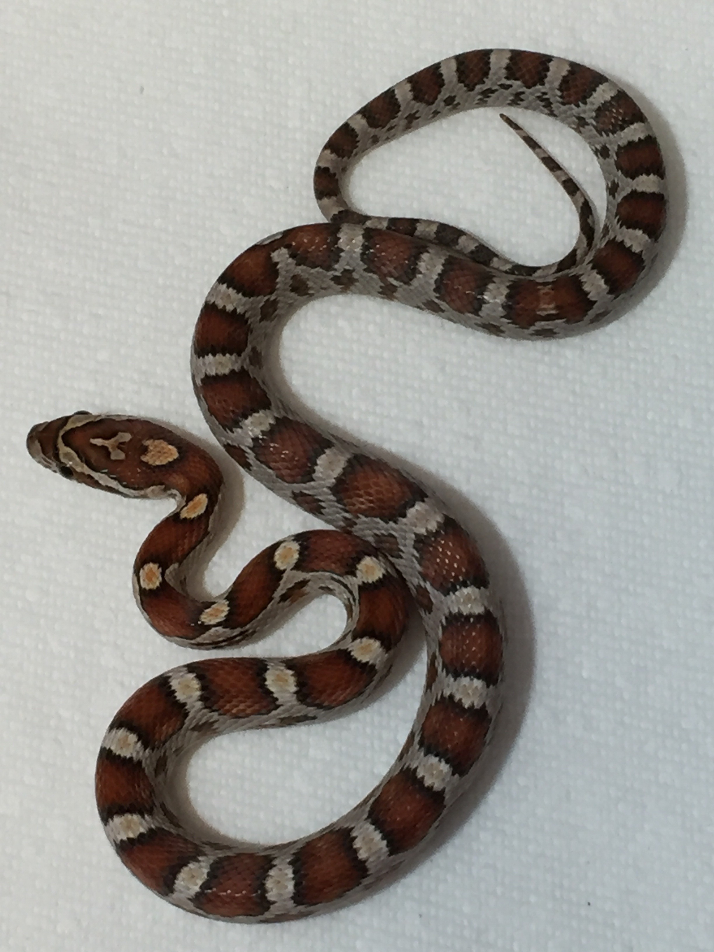 Miami Corn Snake by MTgecko and Ball python