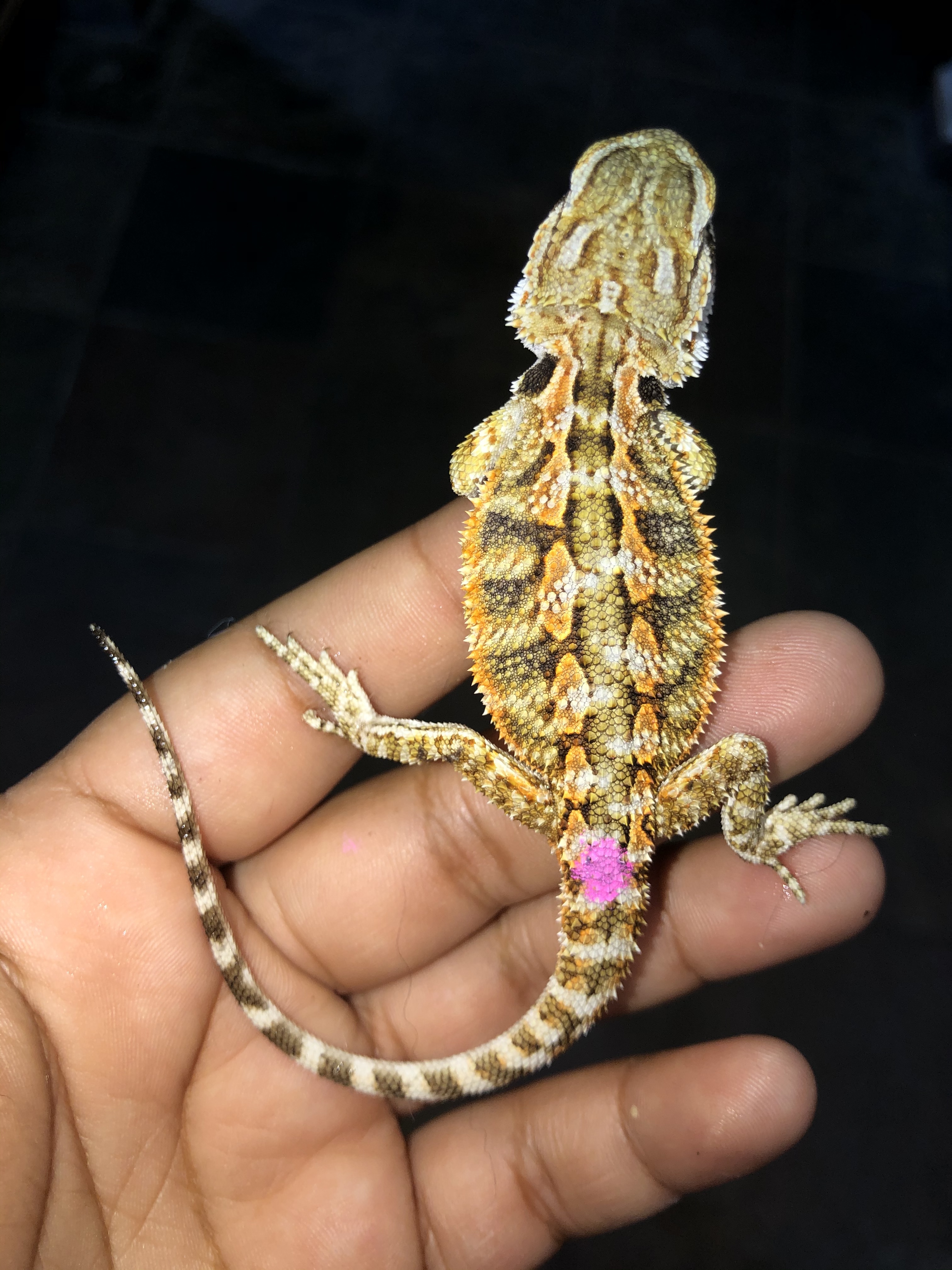 full grown bearded dragon