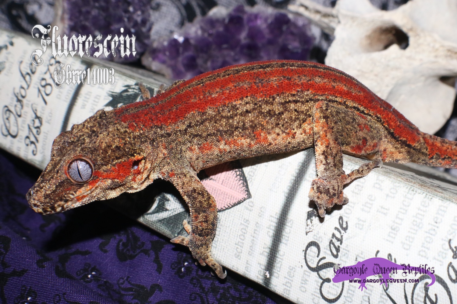 "Fluorescein" Red Stripe Gargoyle Gecko by Gargoyle Queen Reptiles