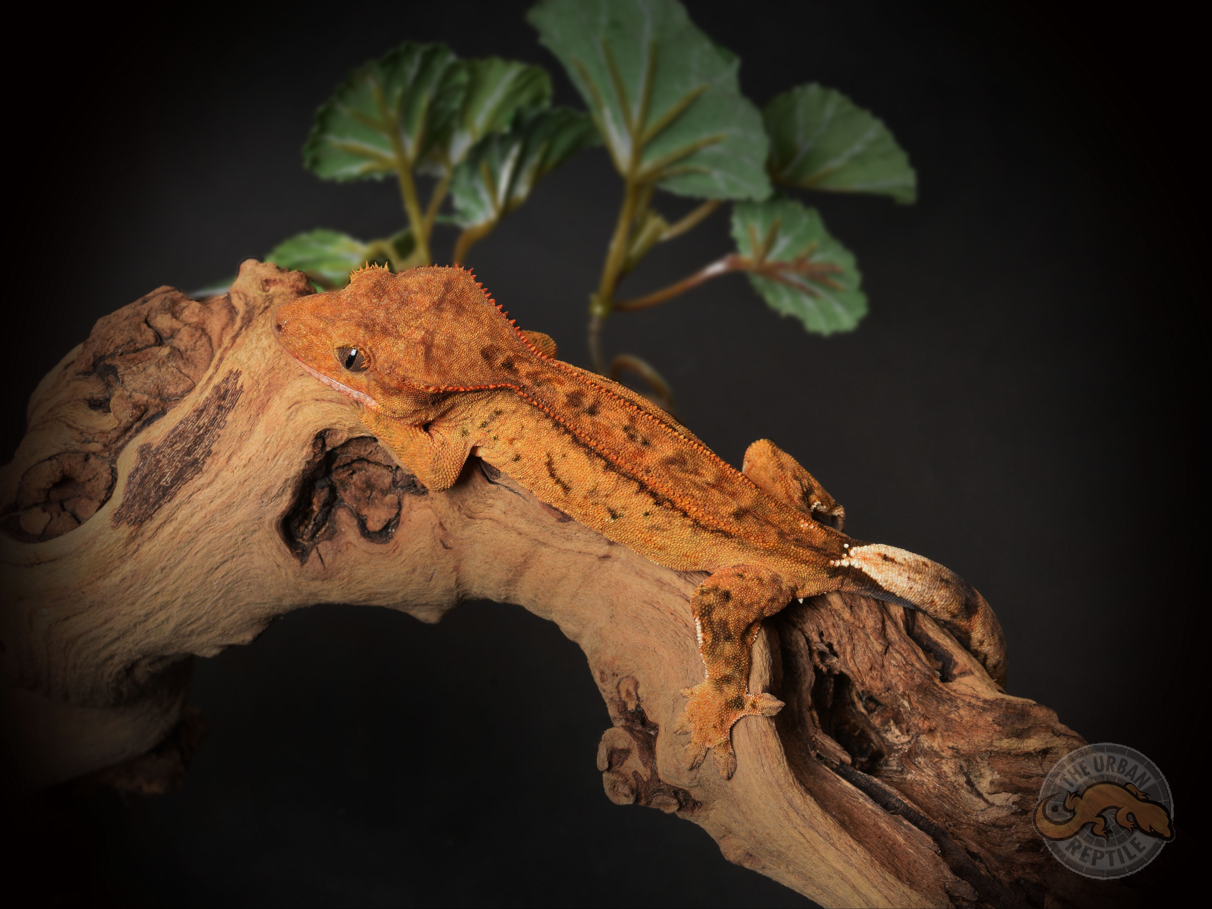 Phantom Pinstripe Crested Gecko by The Urban Reptile