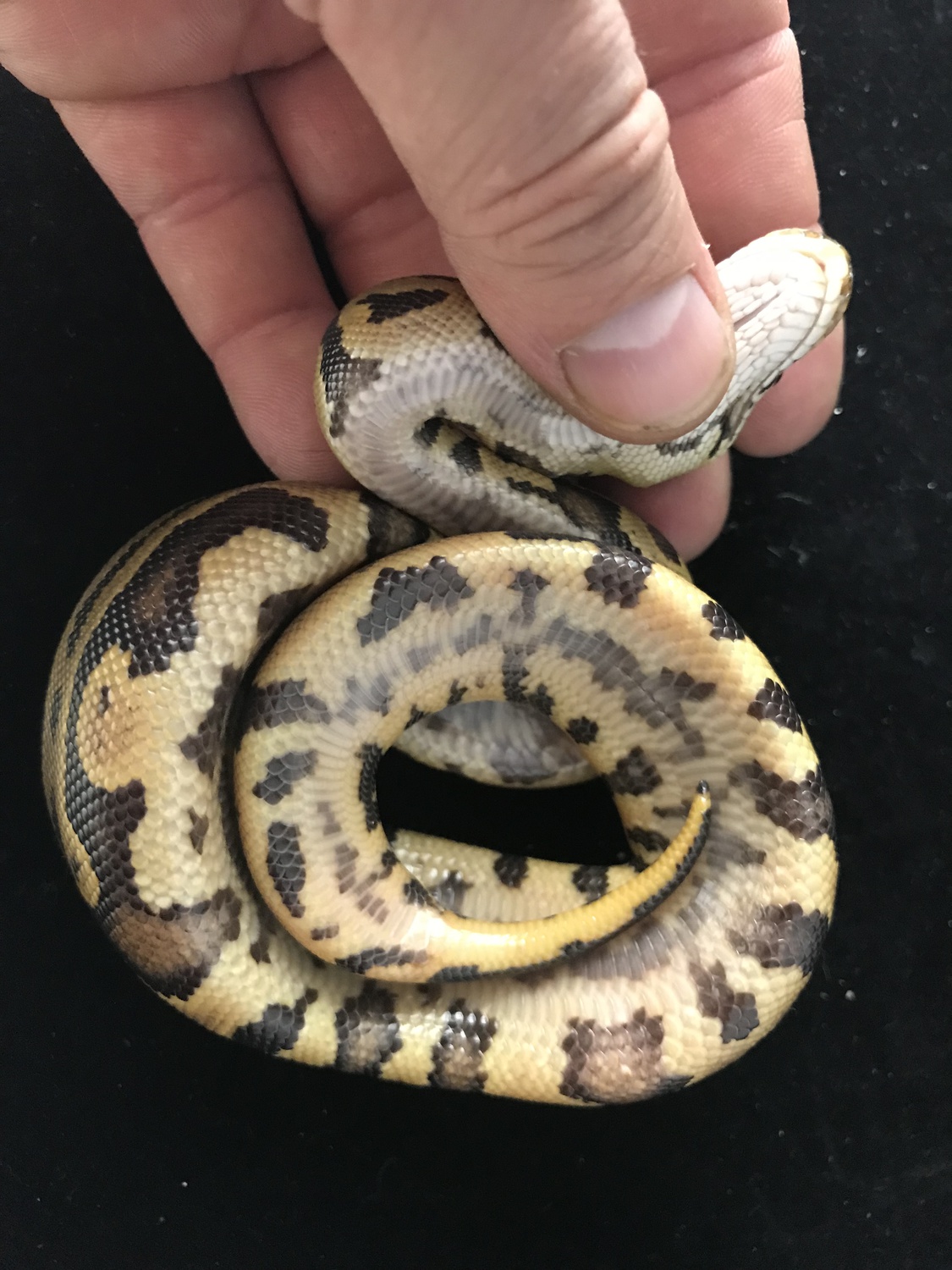 Leopard Vanilla Black Belly (Worlds 1st) Ball Python by Iowa Family Exotics & Rescue