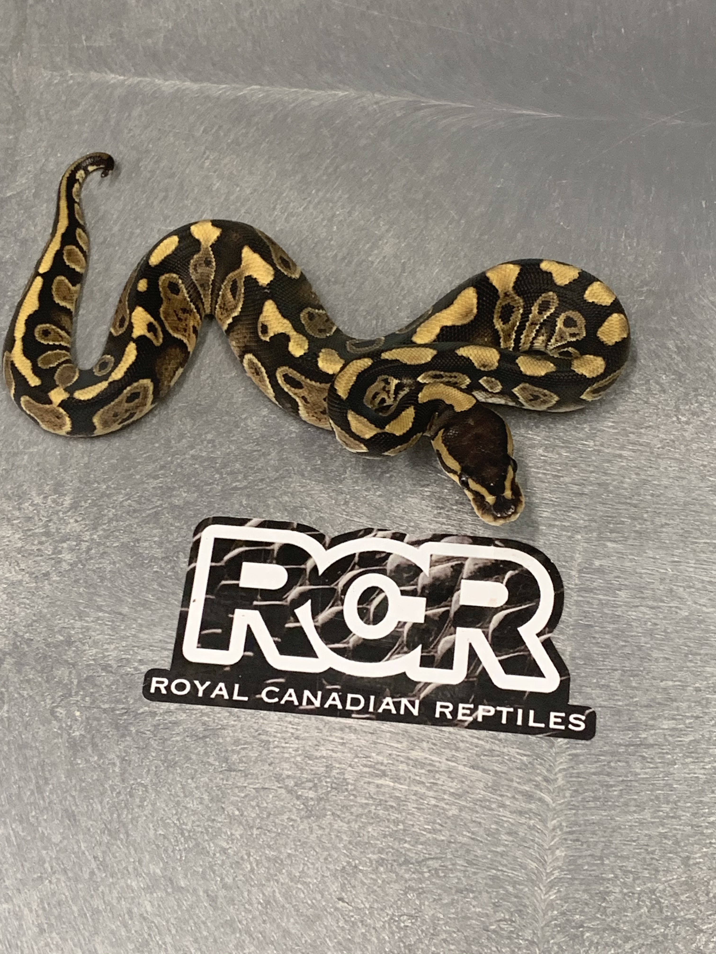 Wookie Ball Python by Royal Canadian Reptiles