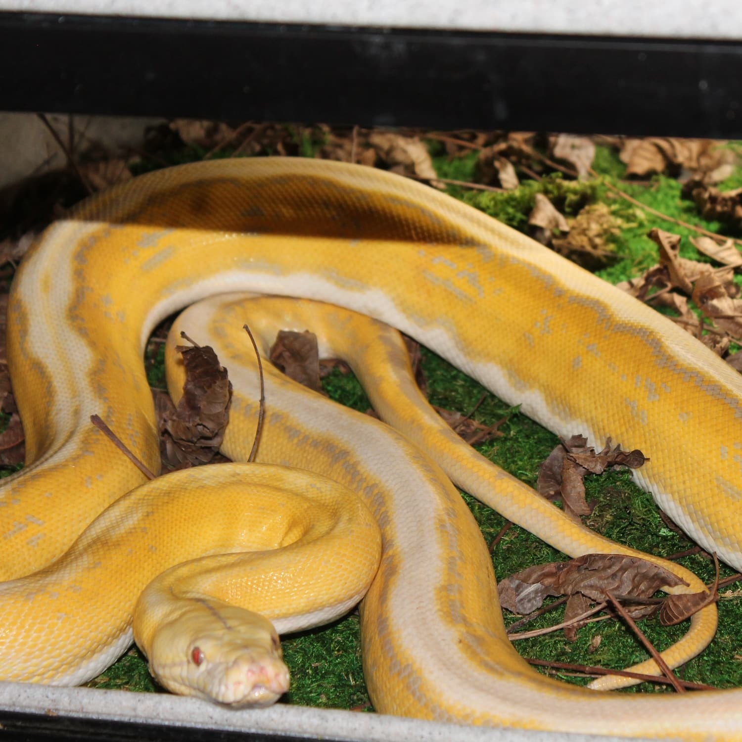 Blonde Motley Tiger Reticulated Python by Blake Wilson Reptiles