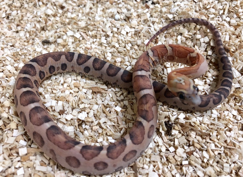 Scaleless Corn Snake by BHB Reptiles