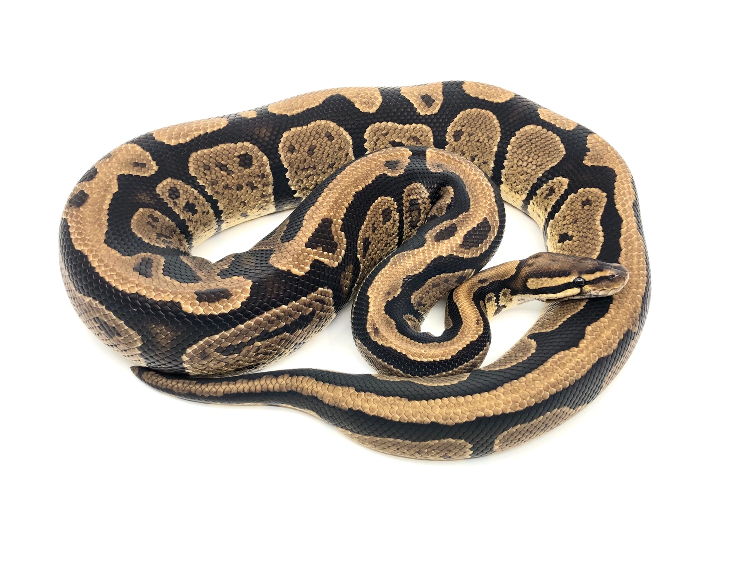 Striker Ball Python by Bushveld Reptiles