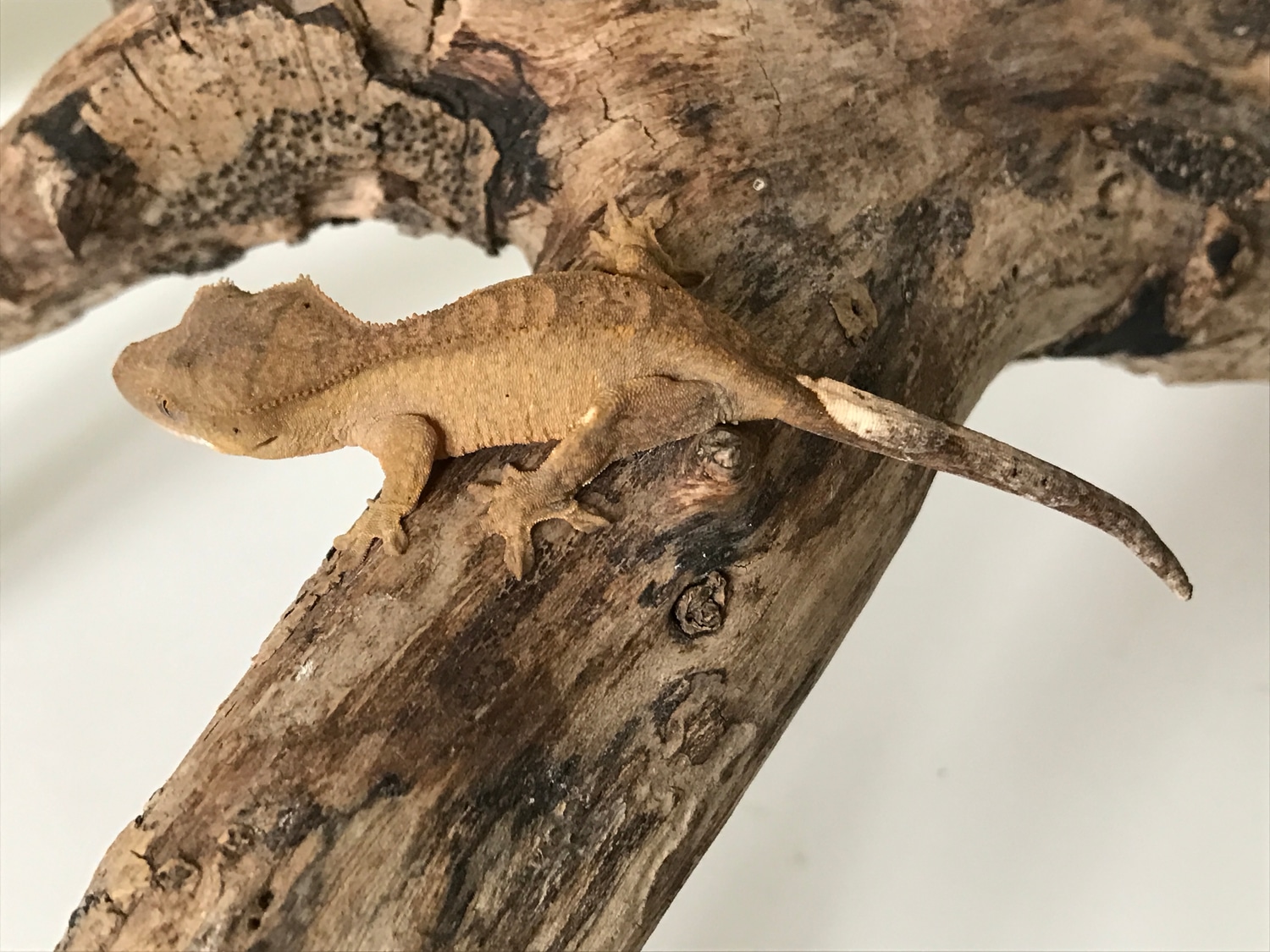 Yellow Patternless Crested Gecko by Green Stuff Exotics