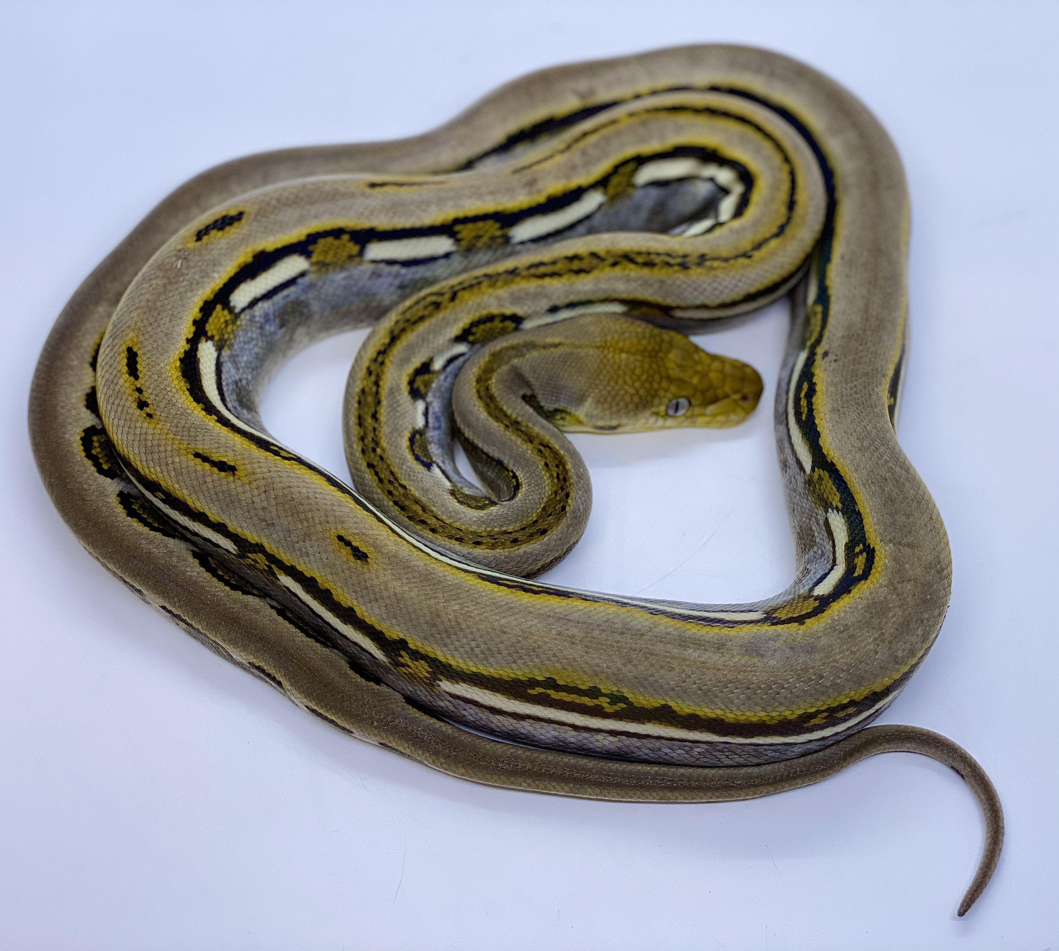 Genetic Stripe Reticulated Python by Prehistoric Pets