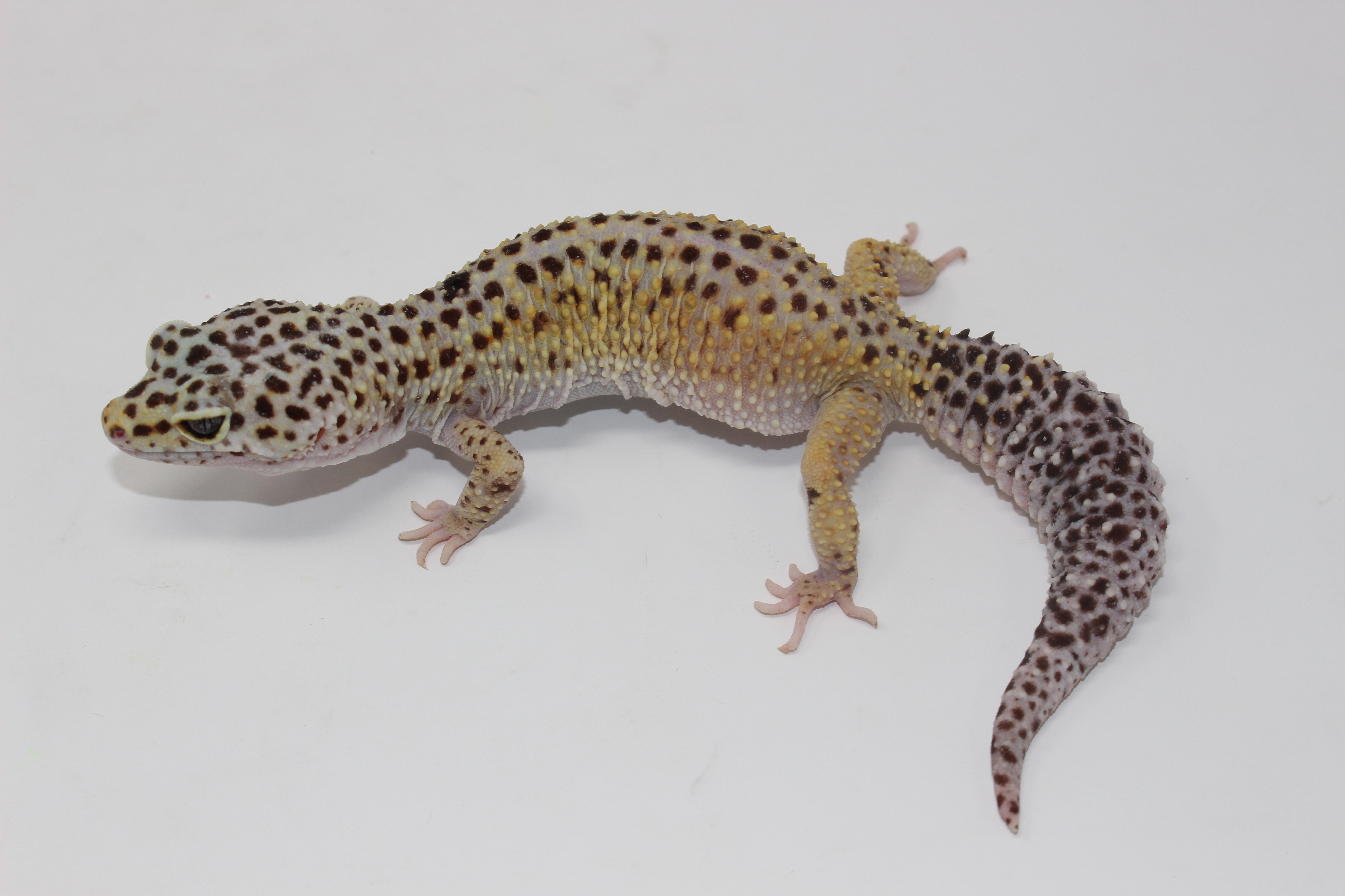 Jungle Leopard Gecko by Imperial Reptiles & Exotics, LLC