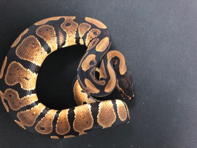 NR Mandarin Ball Python by Palumbos Pythons & Boas