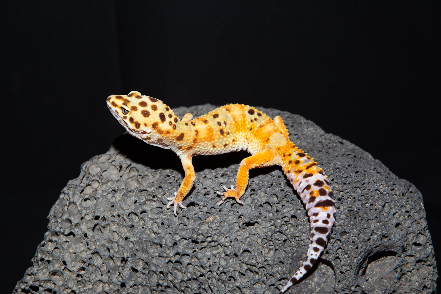 Green Tangerine Female Leopard Gecko by Rockabirdie Reptiles