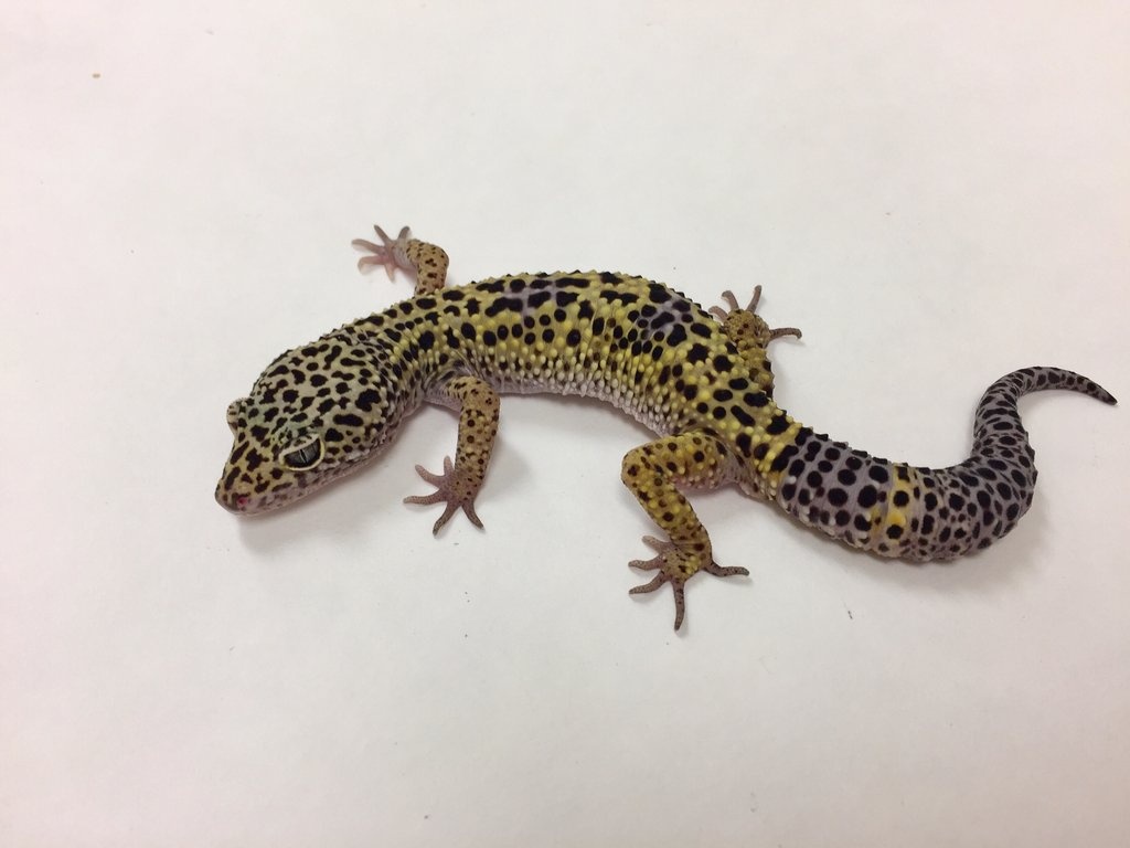 Normal Leopard Gecko by BHB Reptiles