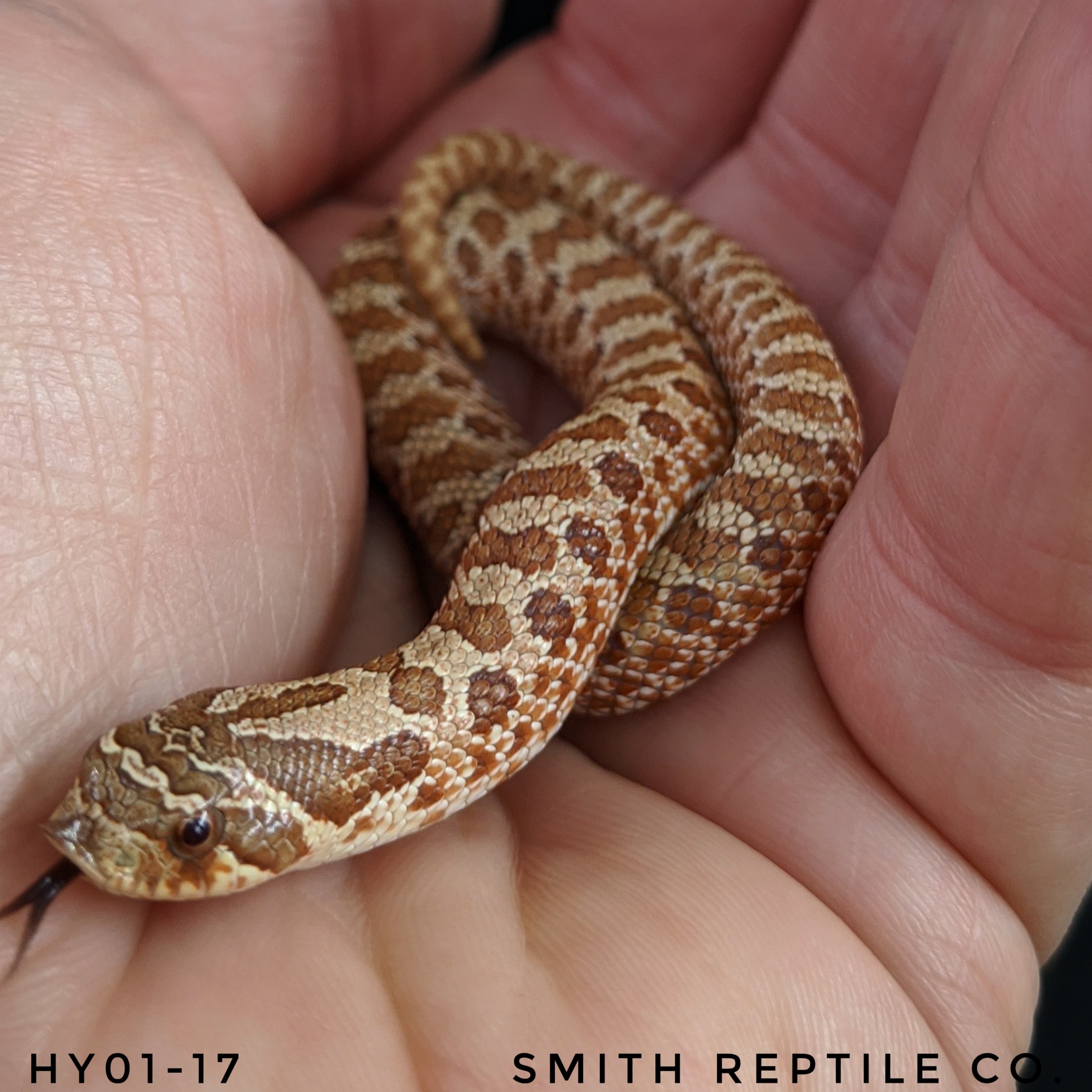 Evans Hypo Western Hognose by Smith Reptile Co.