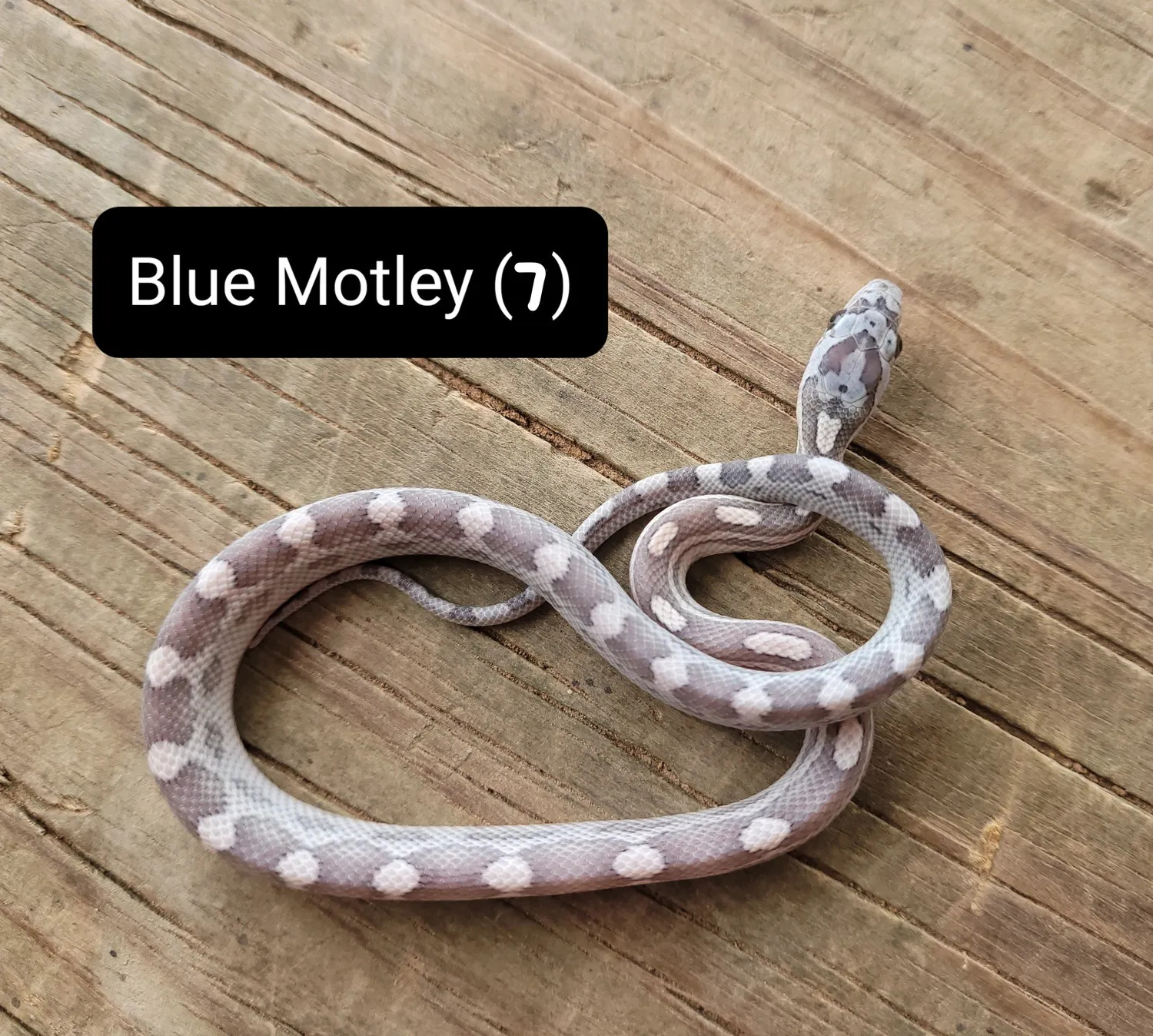 Blue Motley by Cornbred Reptiles