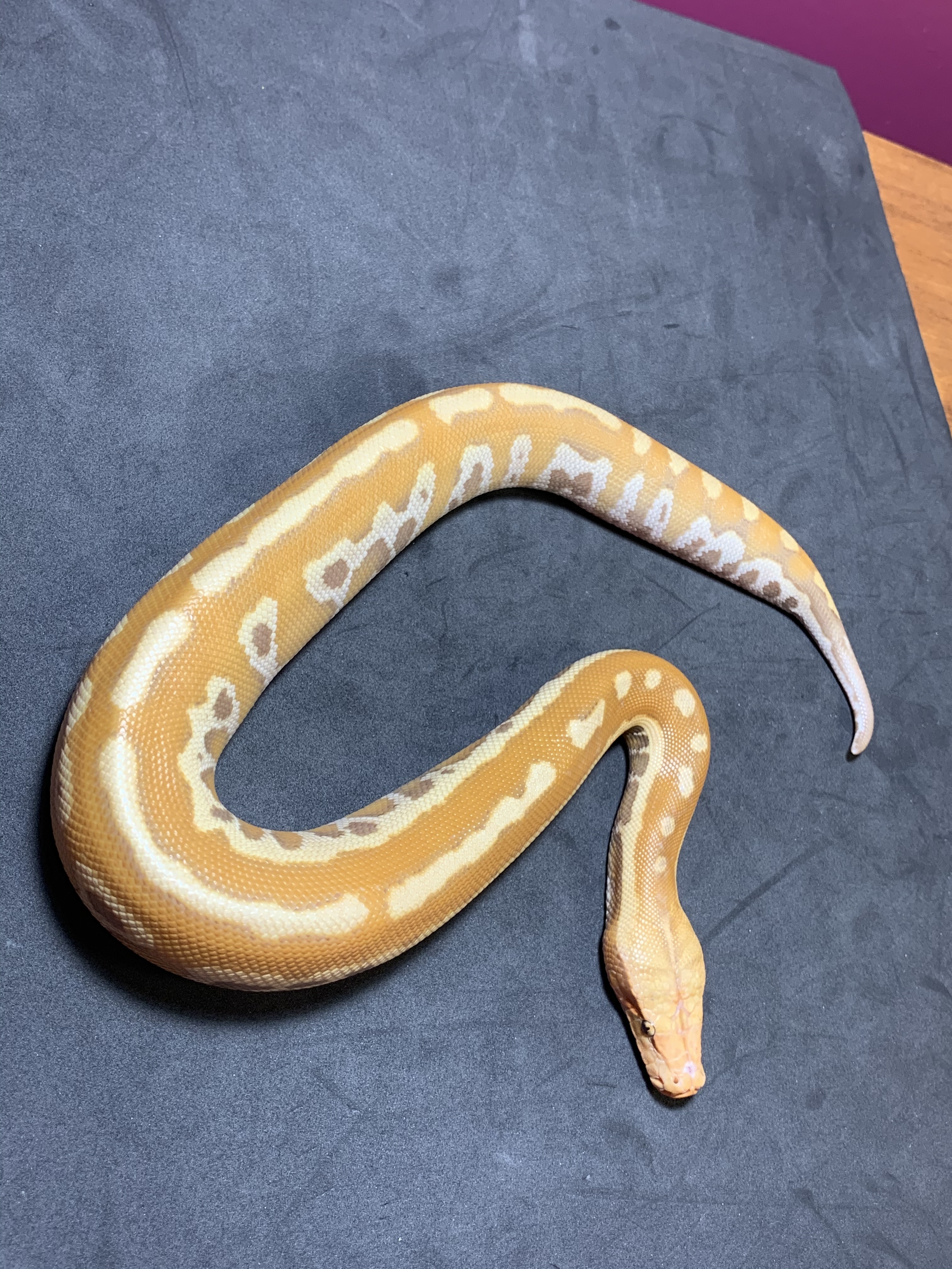 T+ Albino Blood Python by Danner Constrictors