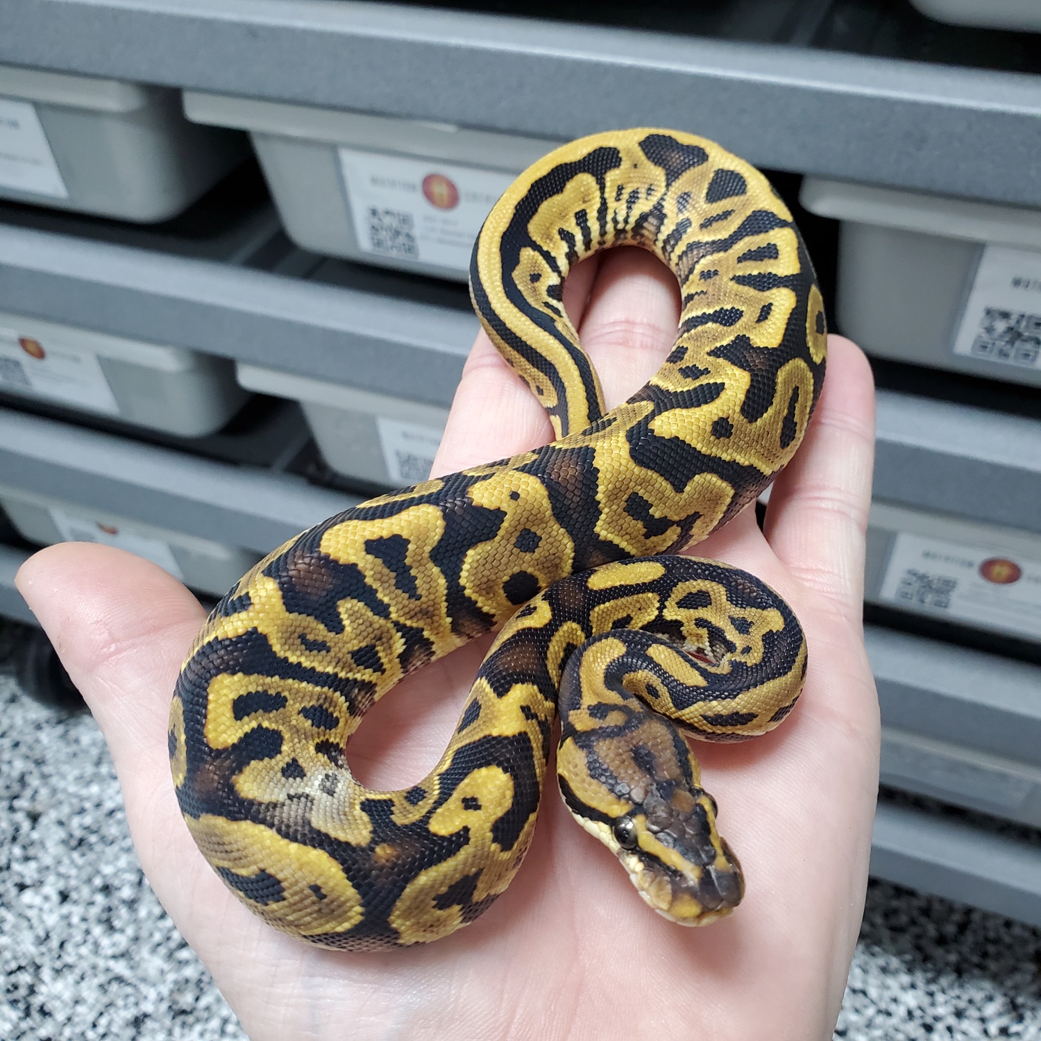 Leopard Yellow Belly Special Het Ghost 50% DH Monsoon/Piebald Ball Python by Mutation Creation