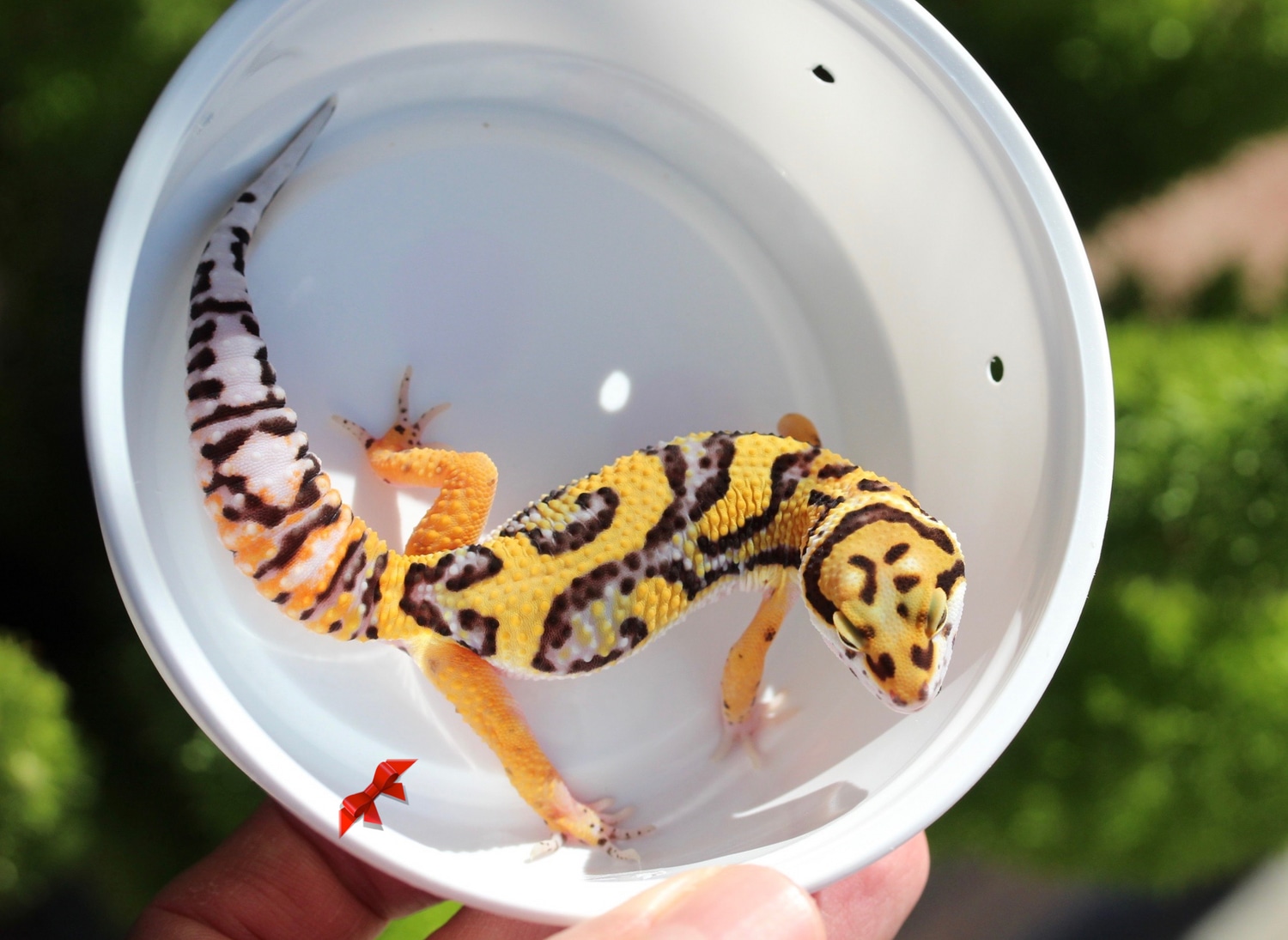 Bengal X Firebold Leopard Gecko by Bold & Bright Geckos