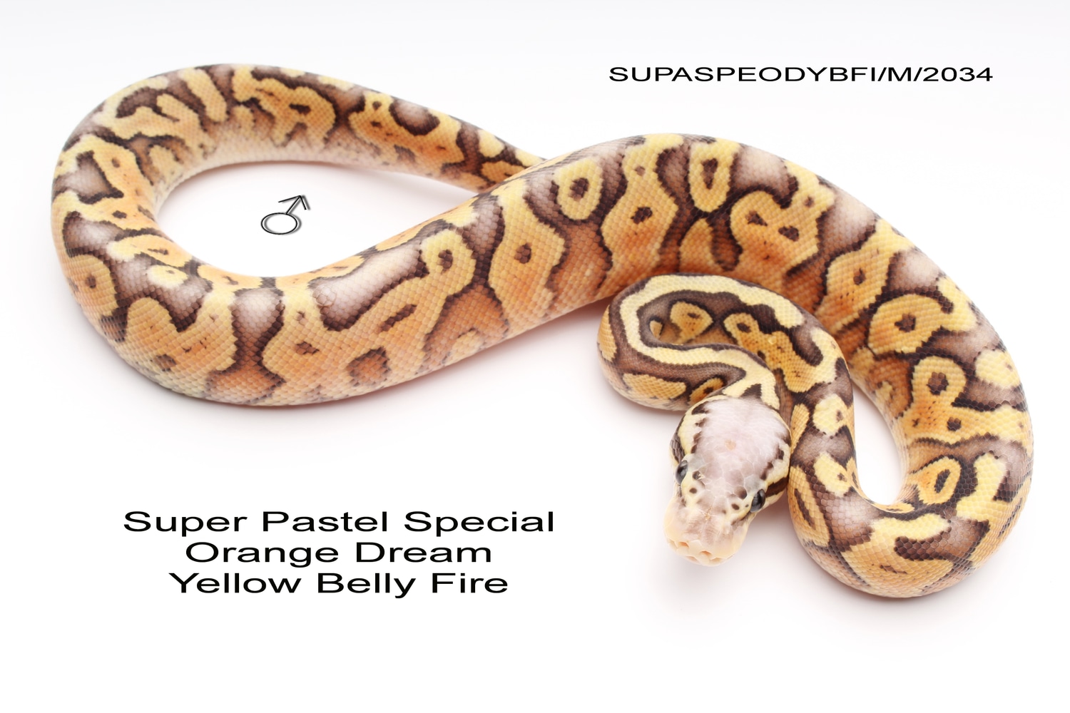 Super Pastel Special Fire Orange Dream Yellow Belly Ball Python by Austrian Reptiles
