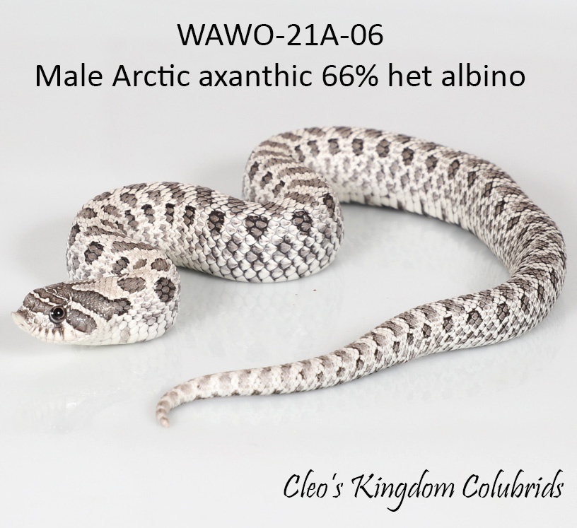 Arctic Axanthic WAWO-06 Western Hognose by Cleo's Kingdom Colubrids