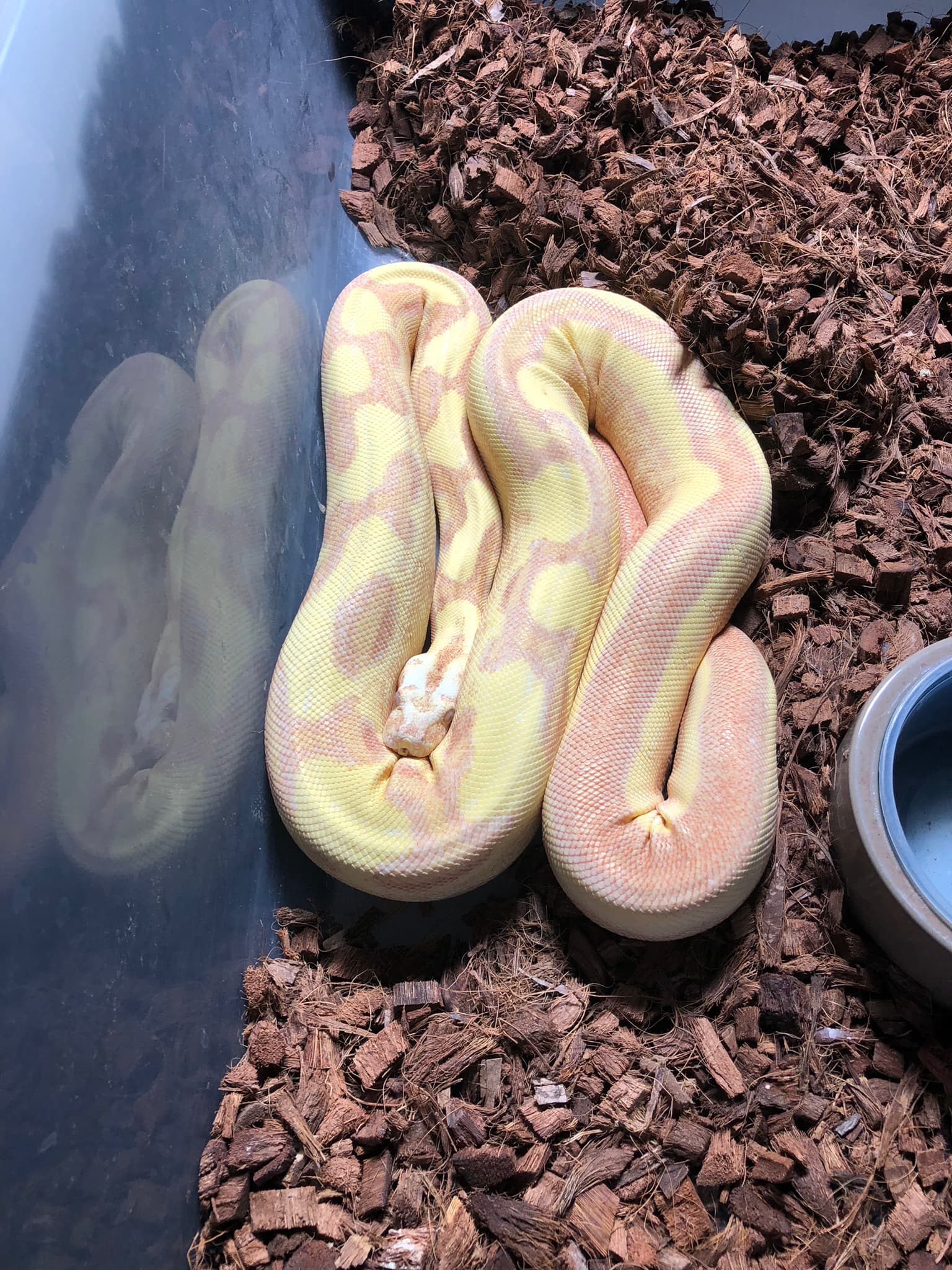 White snake turn yellow - Boa Constrictors - MorphMarket Reptile Community
