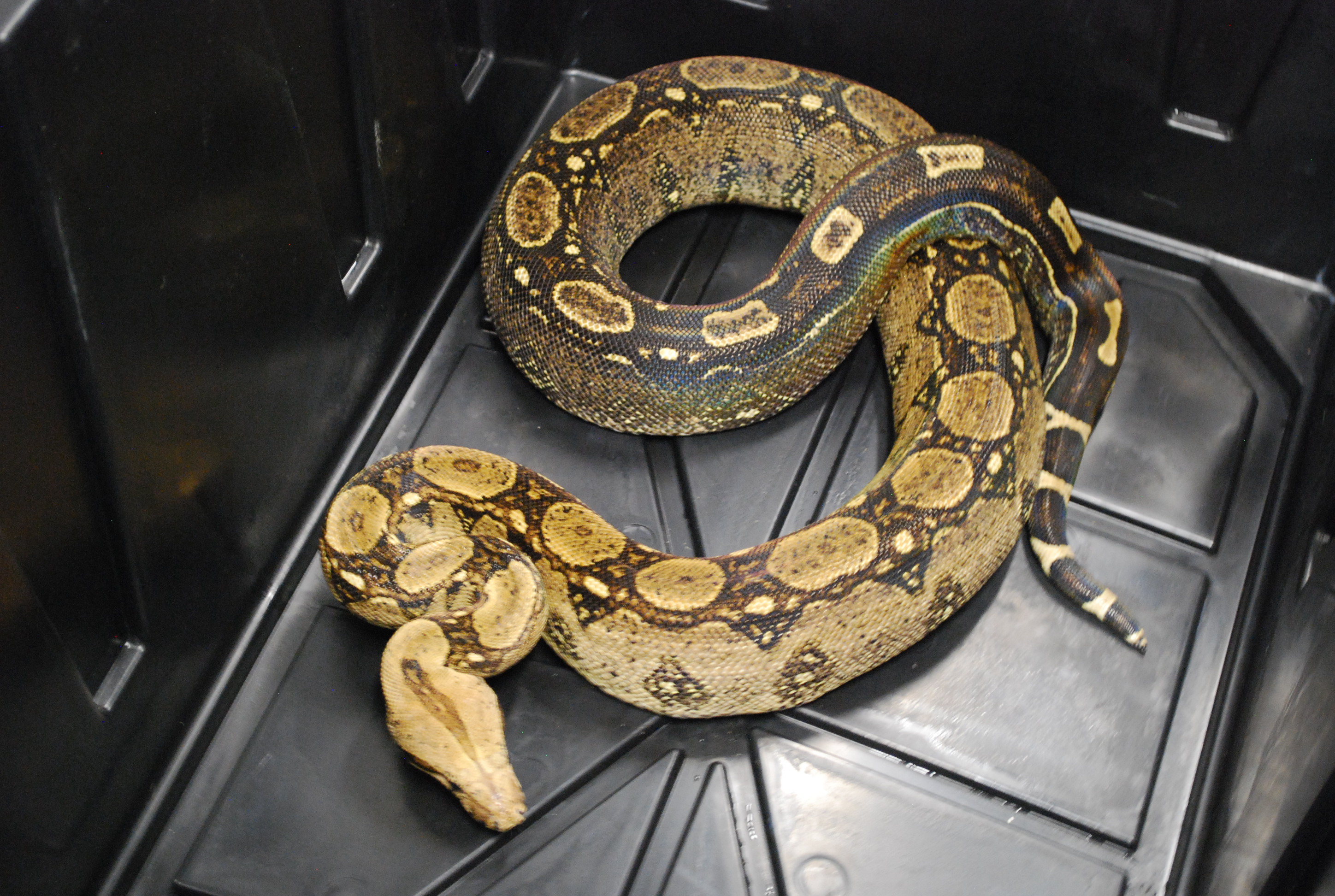 Square Tail Boa Constrictor by R And R Boas