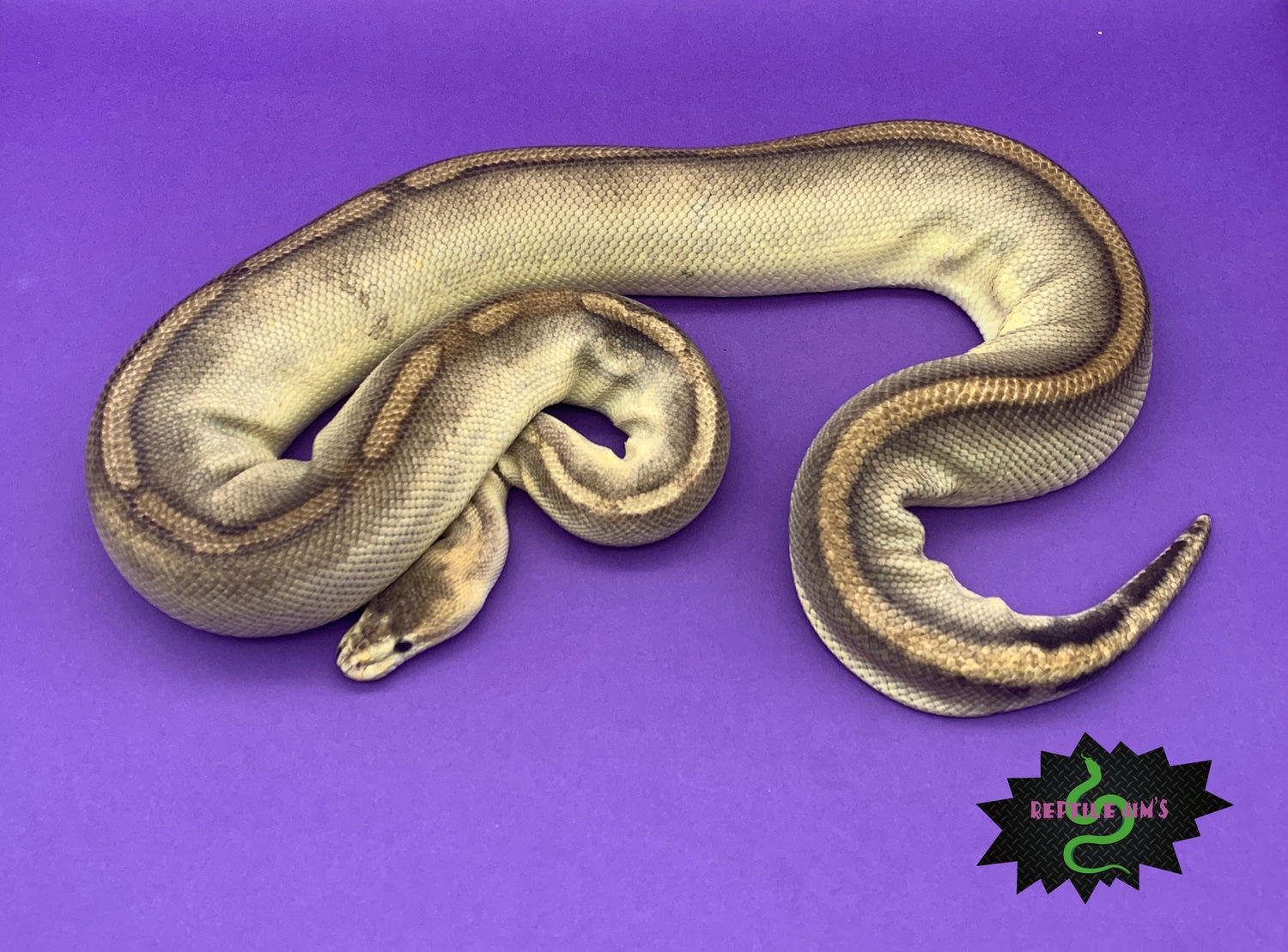 Champagne Ball Python by Reptile Jim's