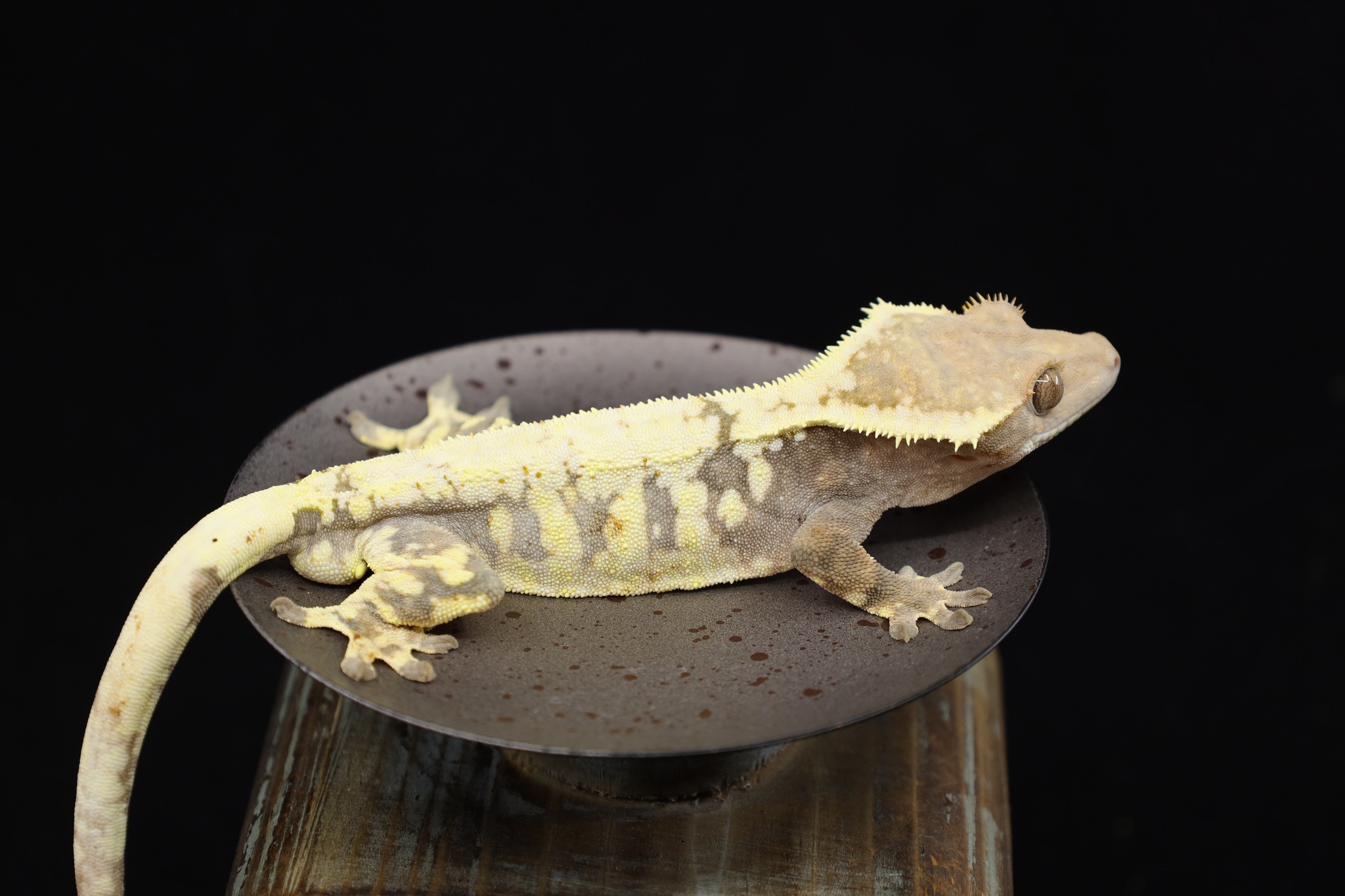 Sable by Lil Monster Reptiles