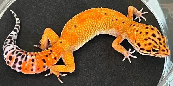 Blue Amber Eye Possible Het Rainwater Albino by Leopardgecko.com